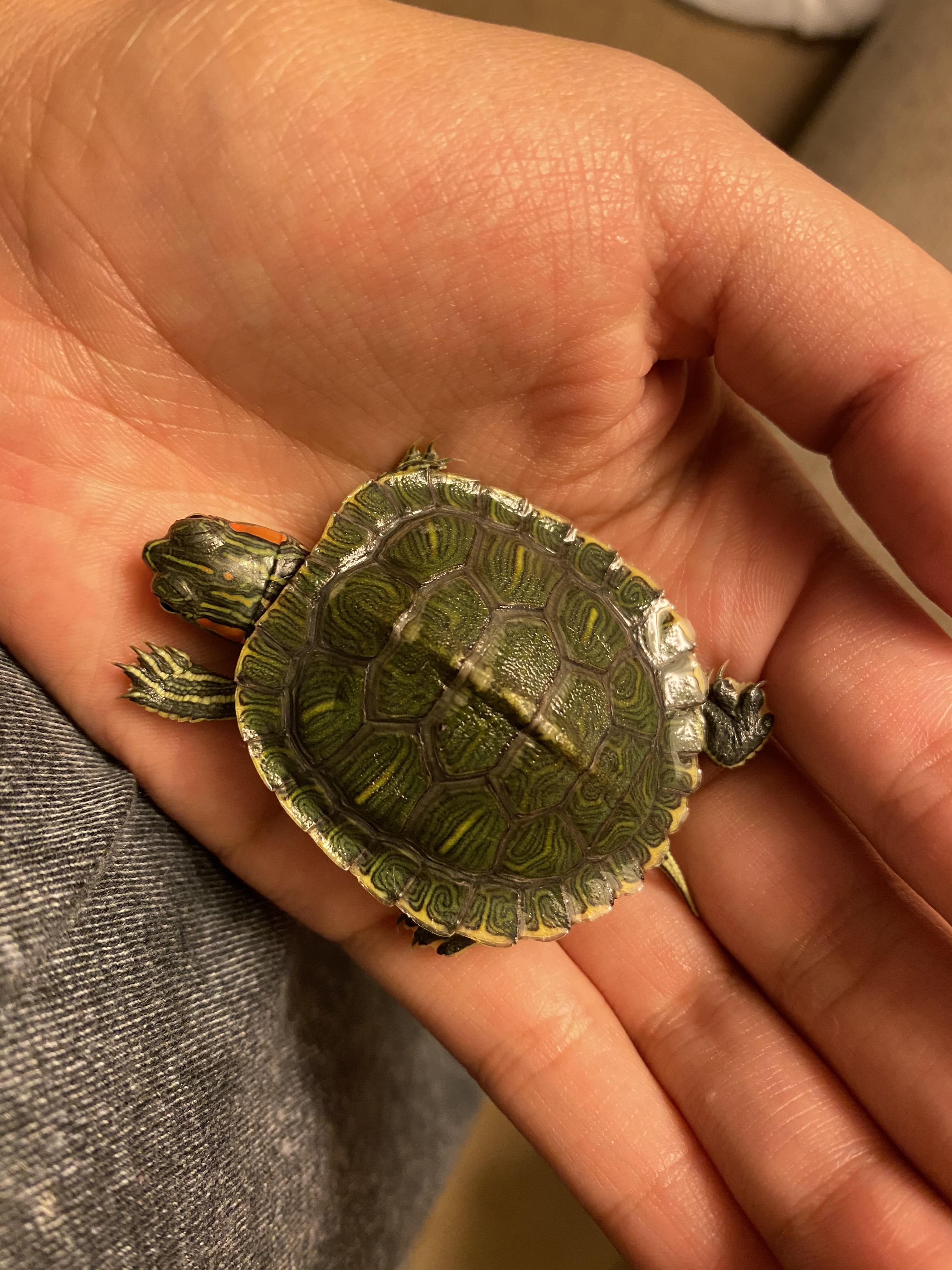 What does that white stuff on his shell mean does he have shell rot or growing? r/Redearedsliders