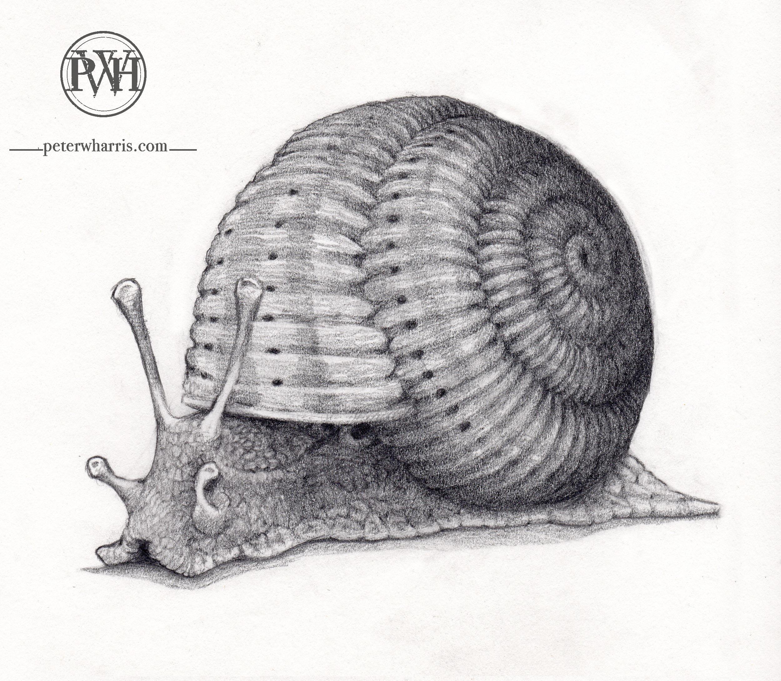 A snail drawing I did… just gastropodin around r/snails