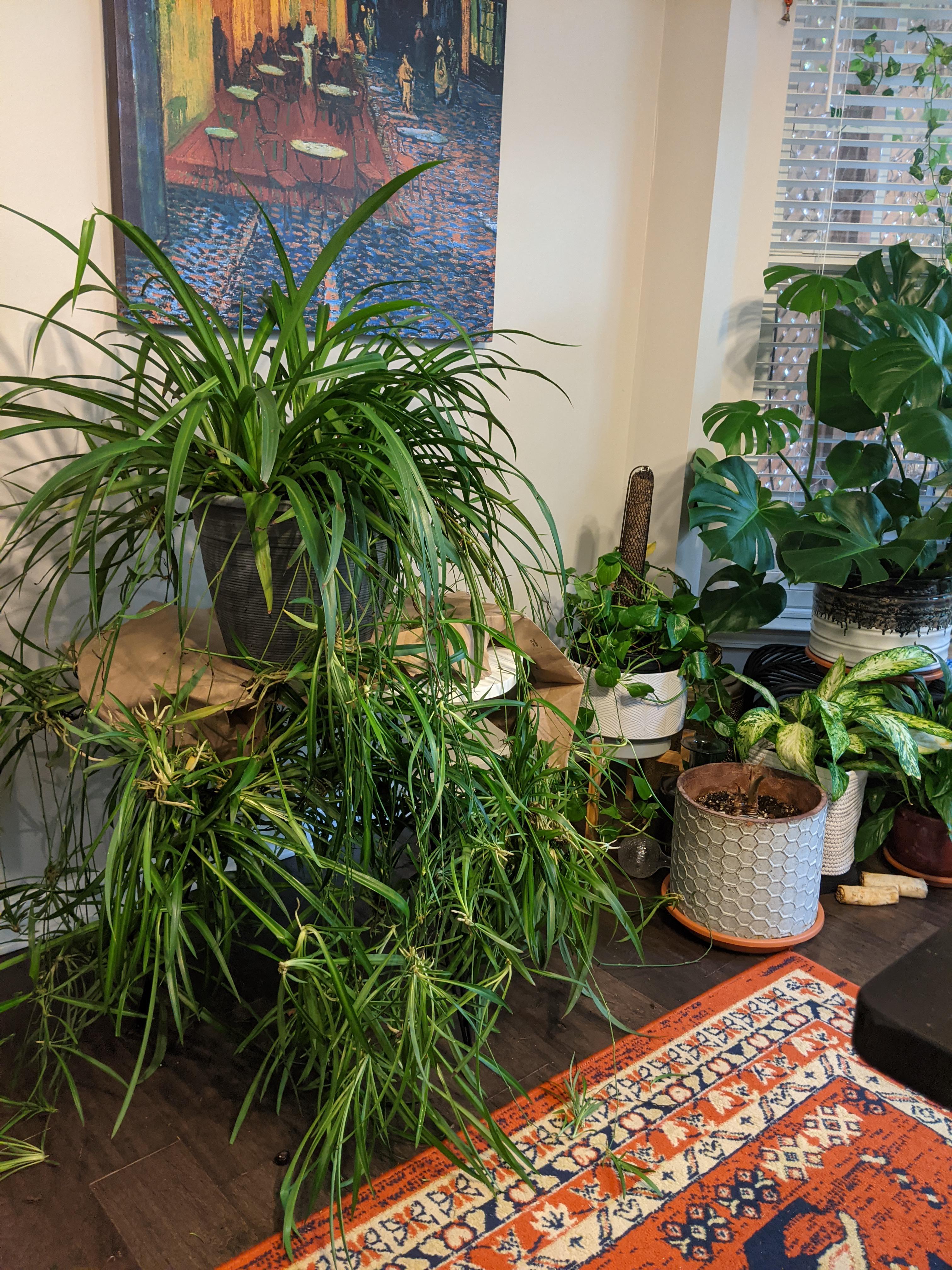 Spider plant with lots of babies! r/gardening