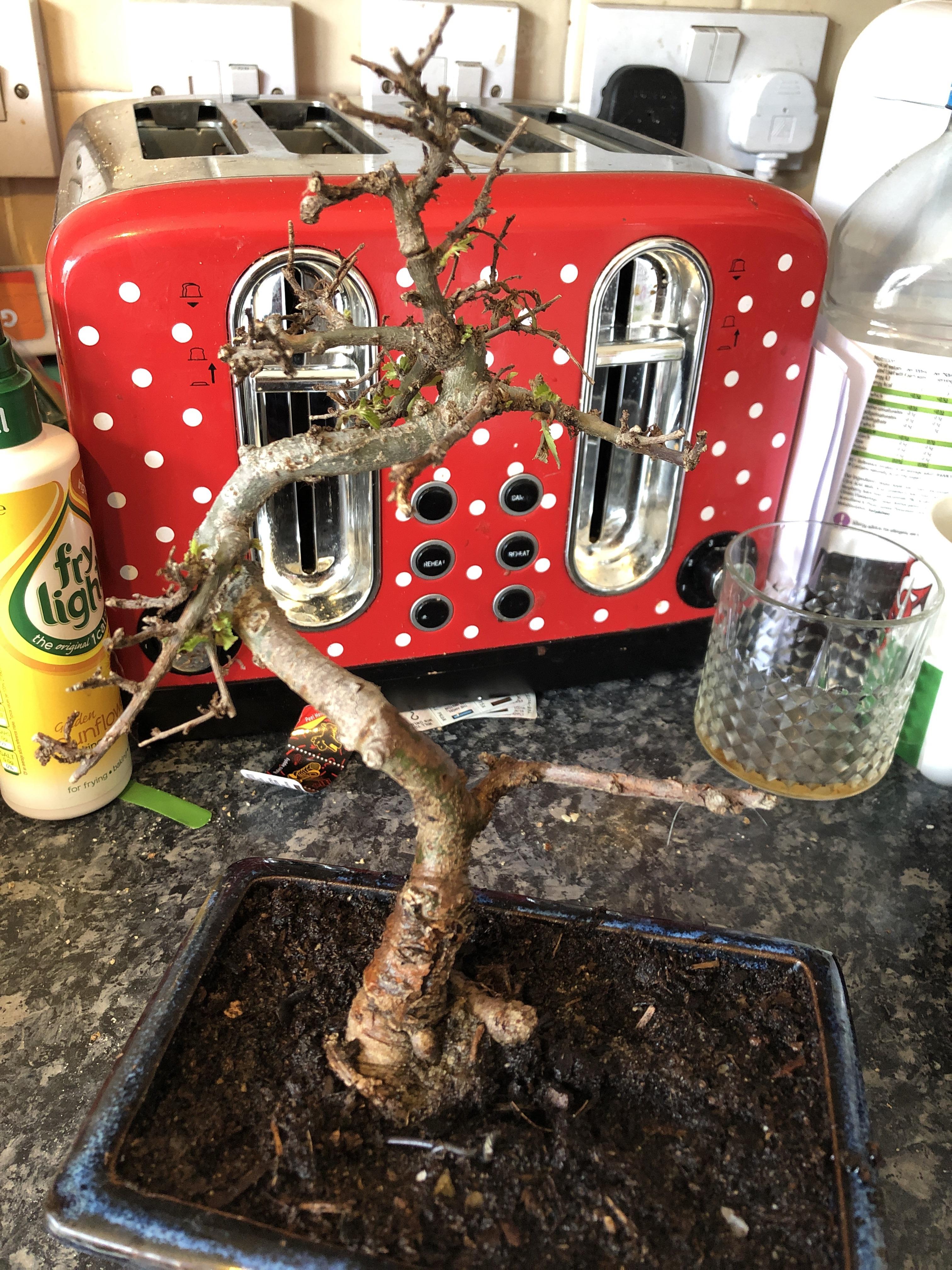 Is my tree still alive ? / r/Bonsai