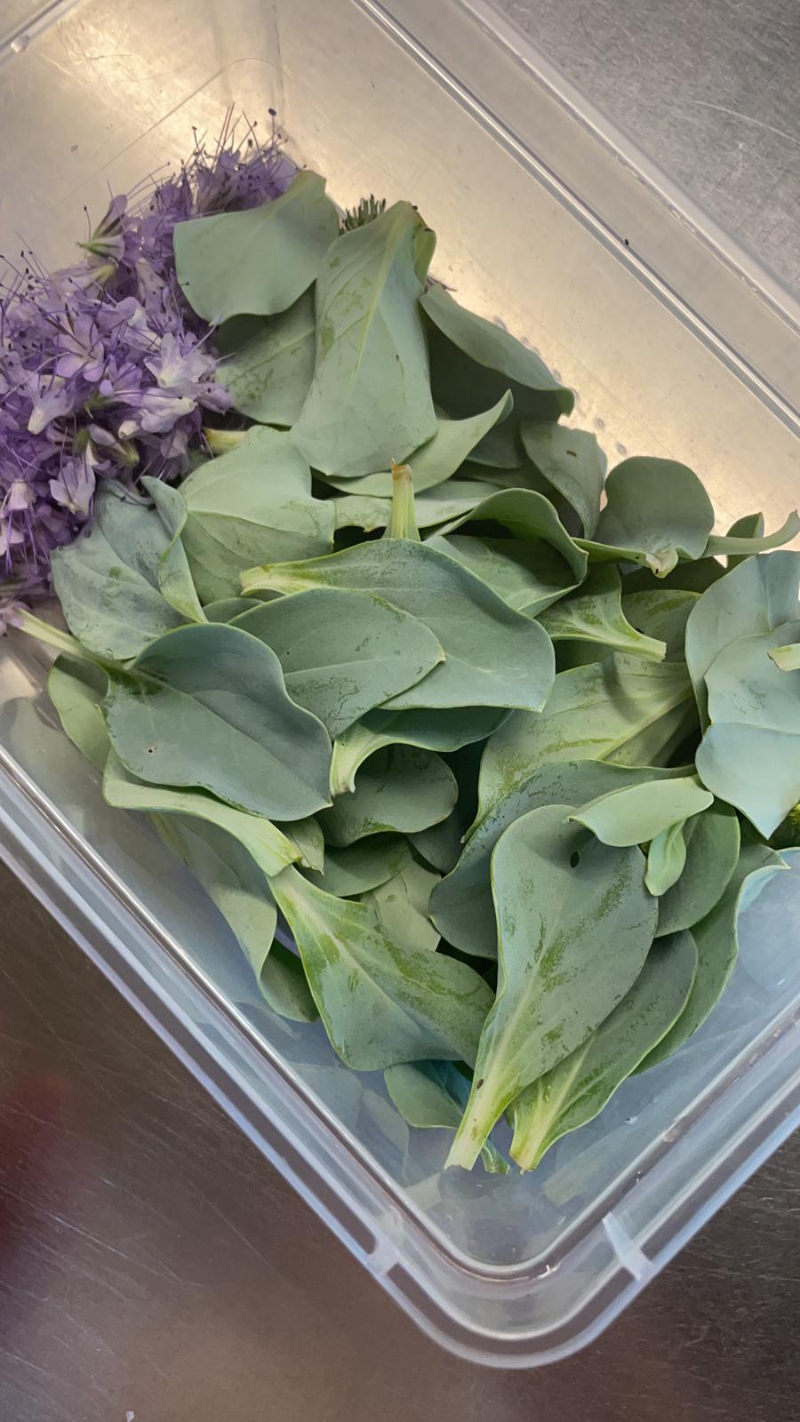 Oyster Leafs, the one herb that really mimics the taste of oysters