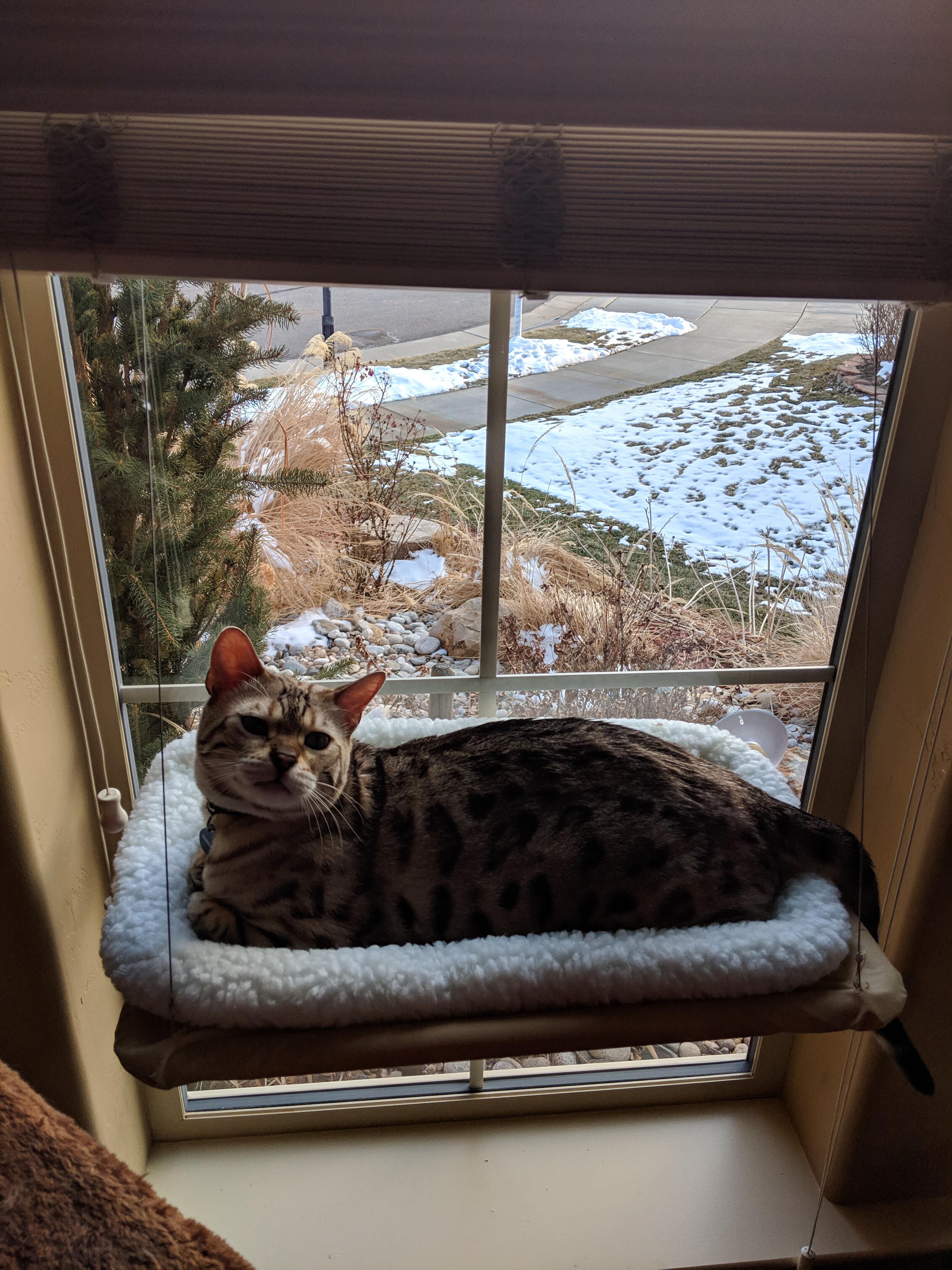 A suggestion to all cat owners Buy a window shelf, your cat will love
