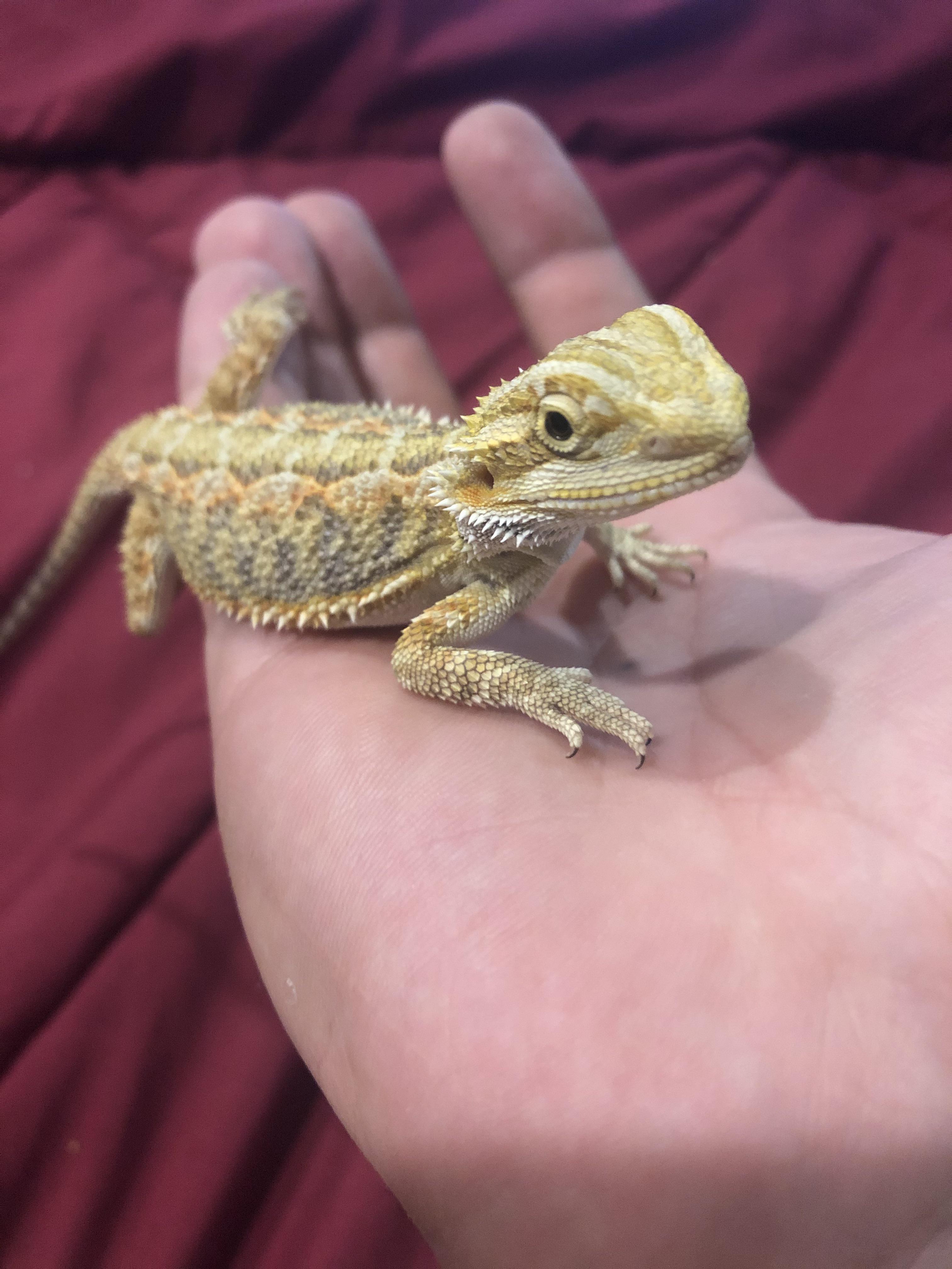My baby beardie started licking me today? r/BeardedDragons