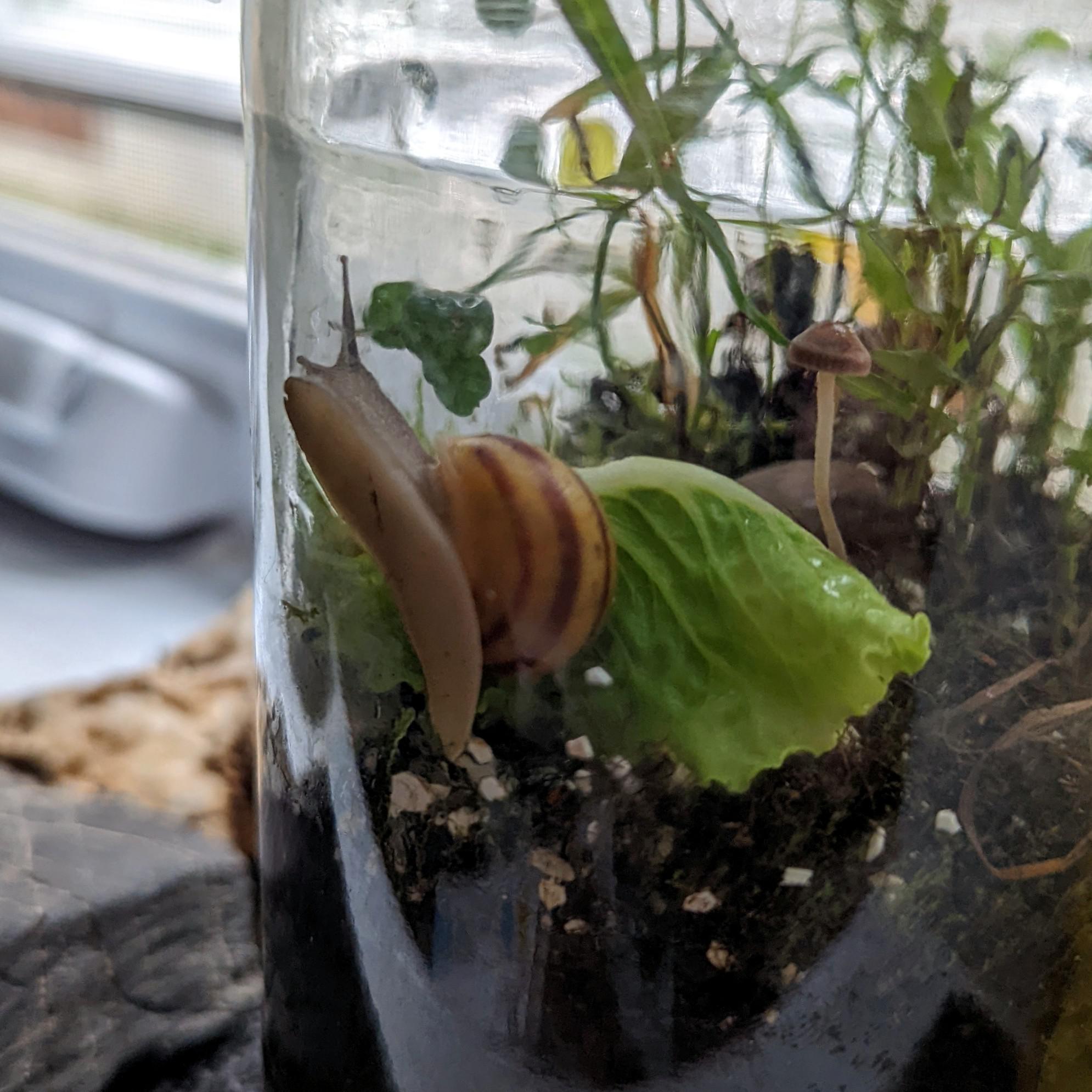 Canada, Québec snail terrarium r/ShroomID