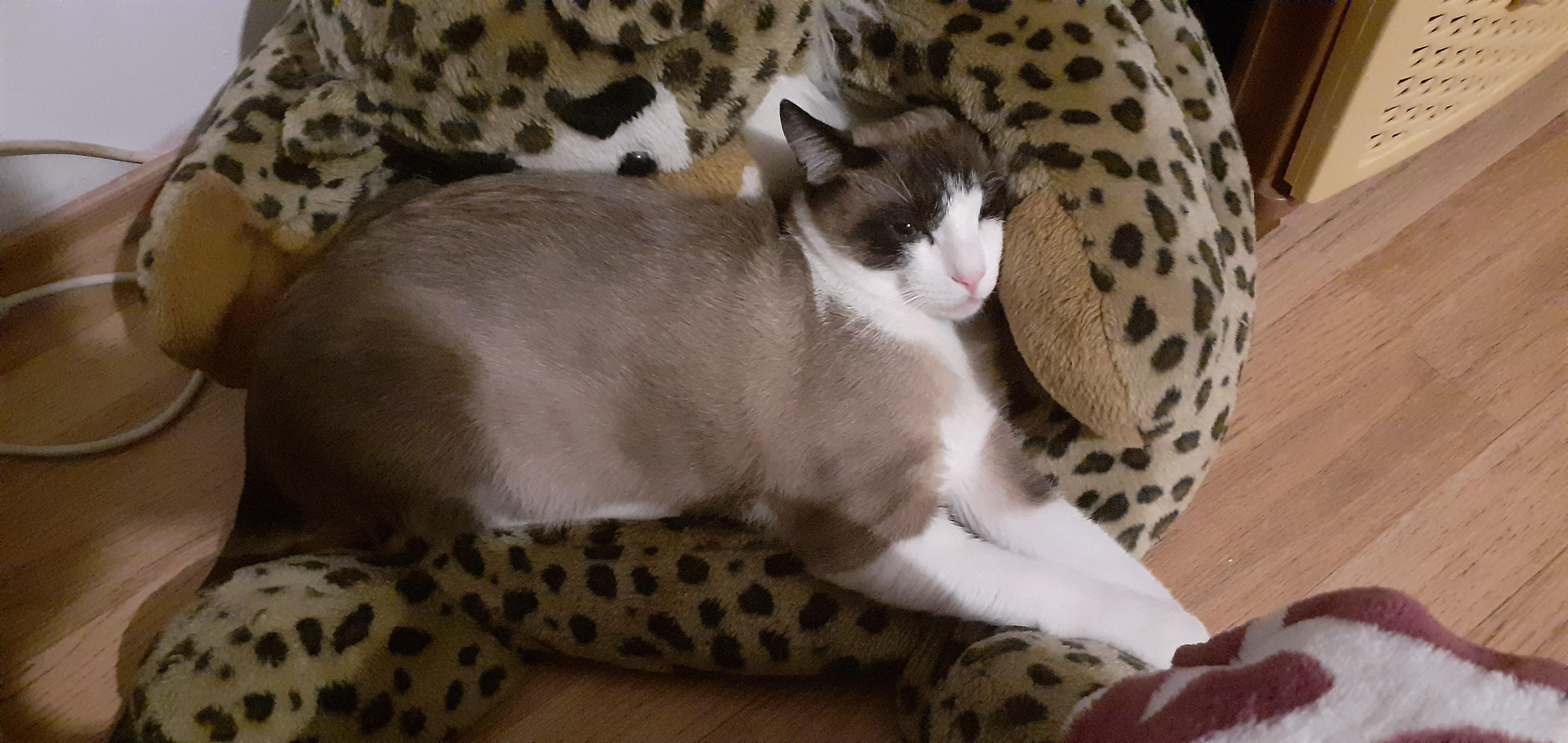 Crying Cat Meme In Bed