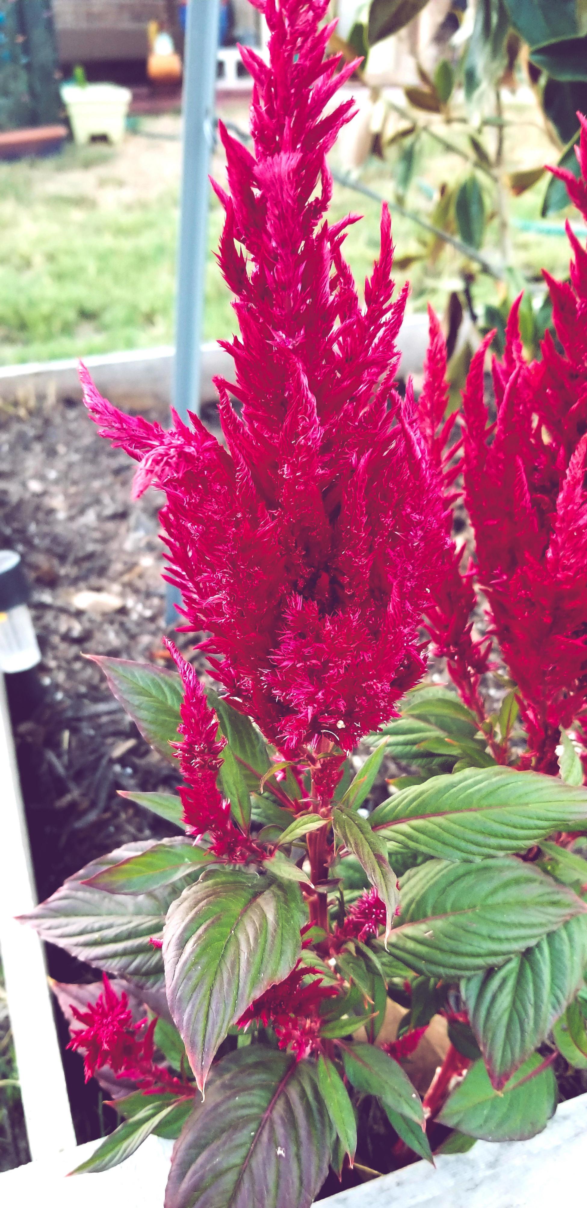 Celosia does superbly here in Texas. I transplant one or two every year