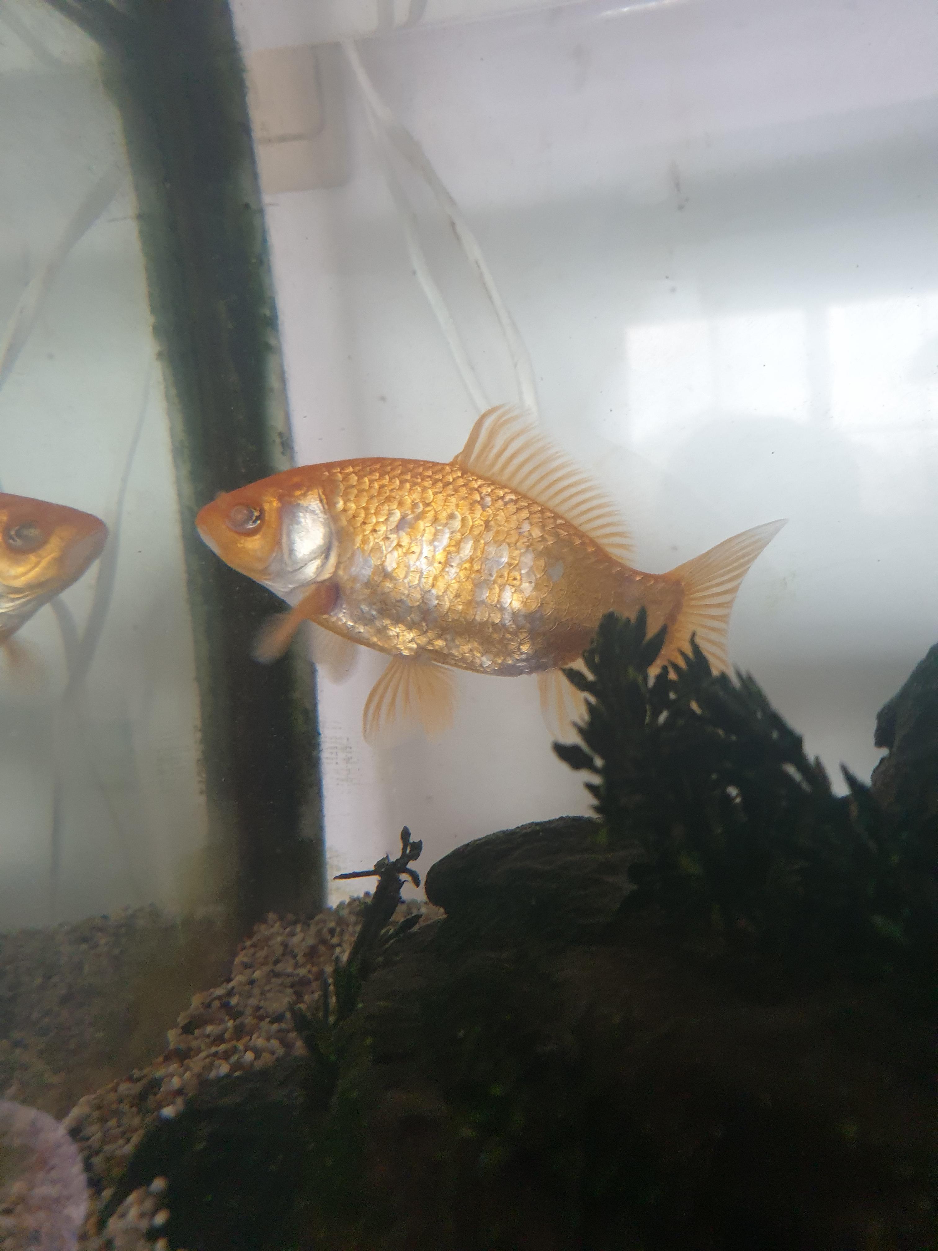 Anybody know what this poor goldfish has and if/how it can be treated? It is fully blind that