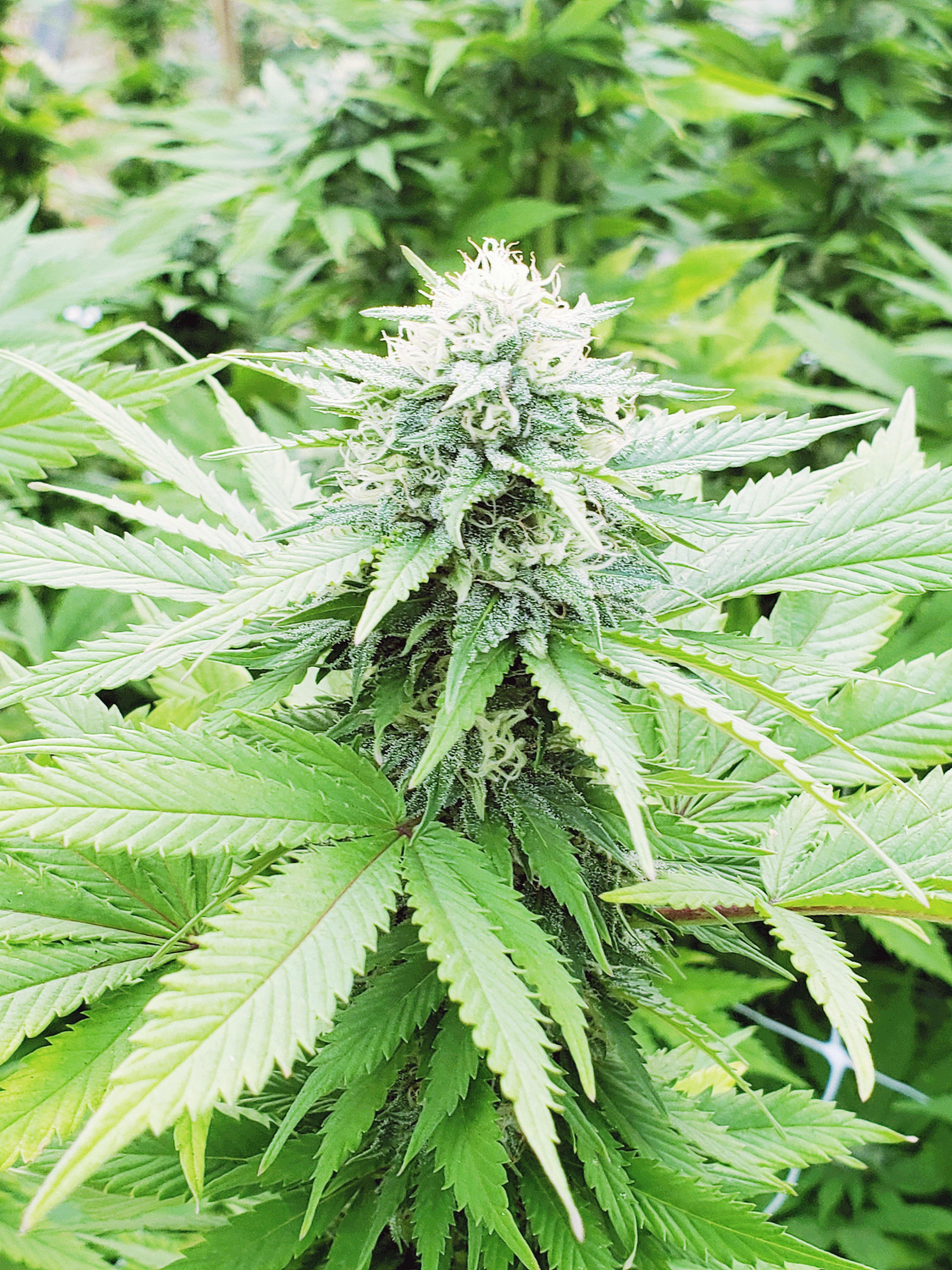 Hemp, great against rising Co2 emissions. Hemp = scientifically proven