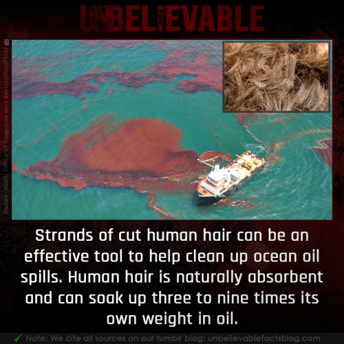 Human hair can be used for cleaning up oil spills Damnthatsinteresting