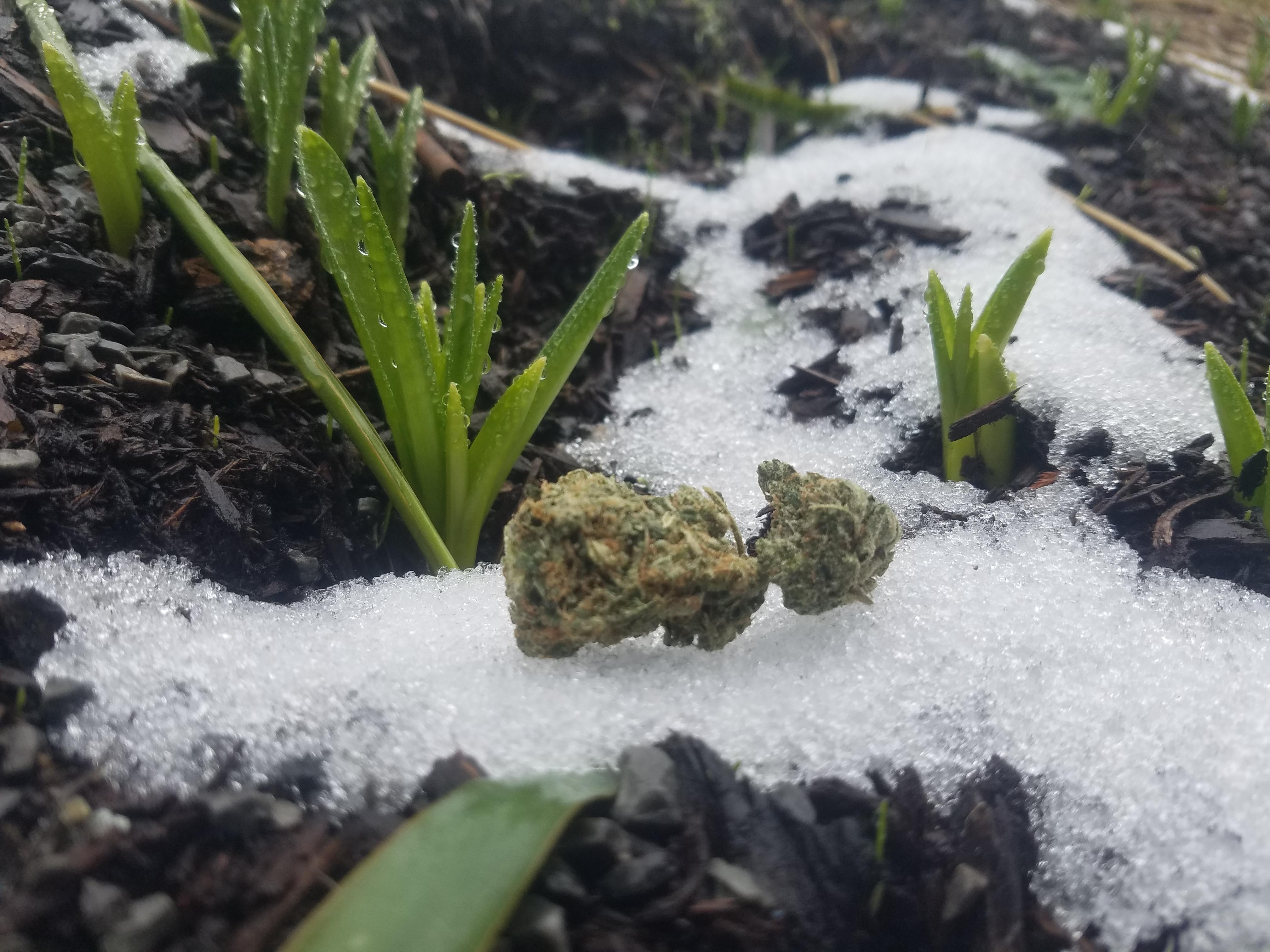 Danky Doodle / Toke Club / February 2020 MOMpics