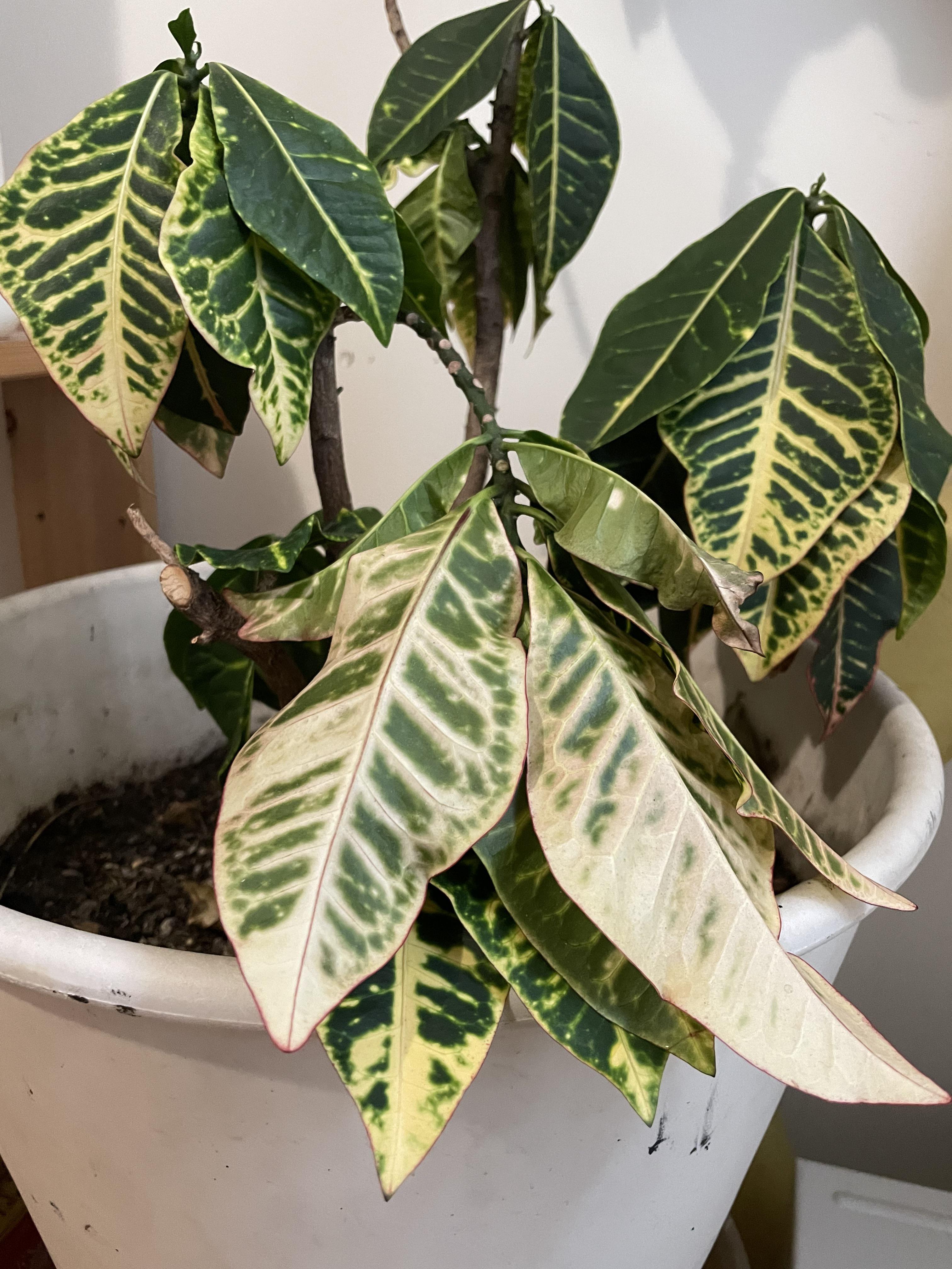 My croton plant is droopy. Any tips? I’ve been watering every 710 days