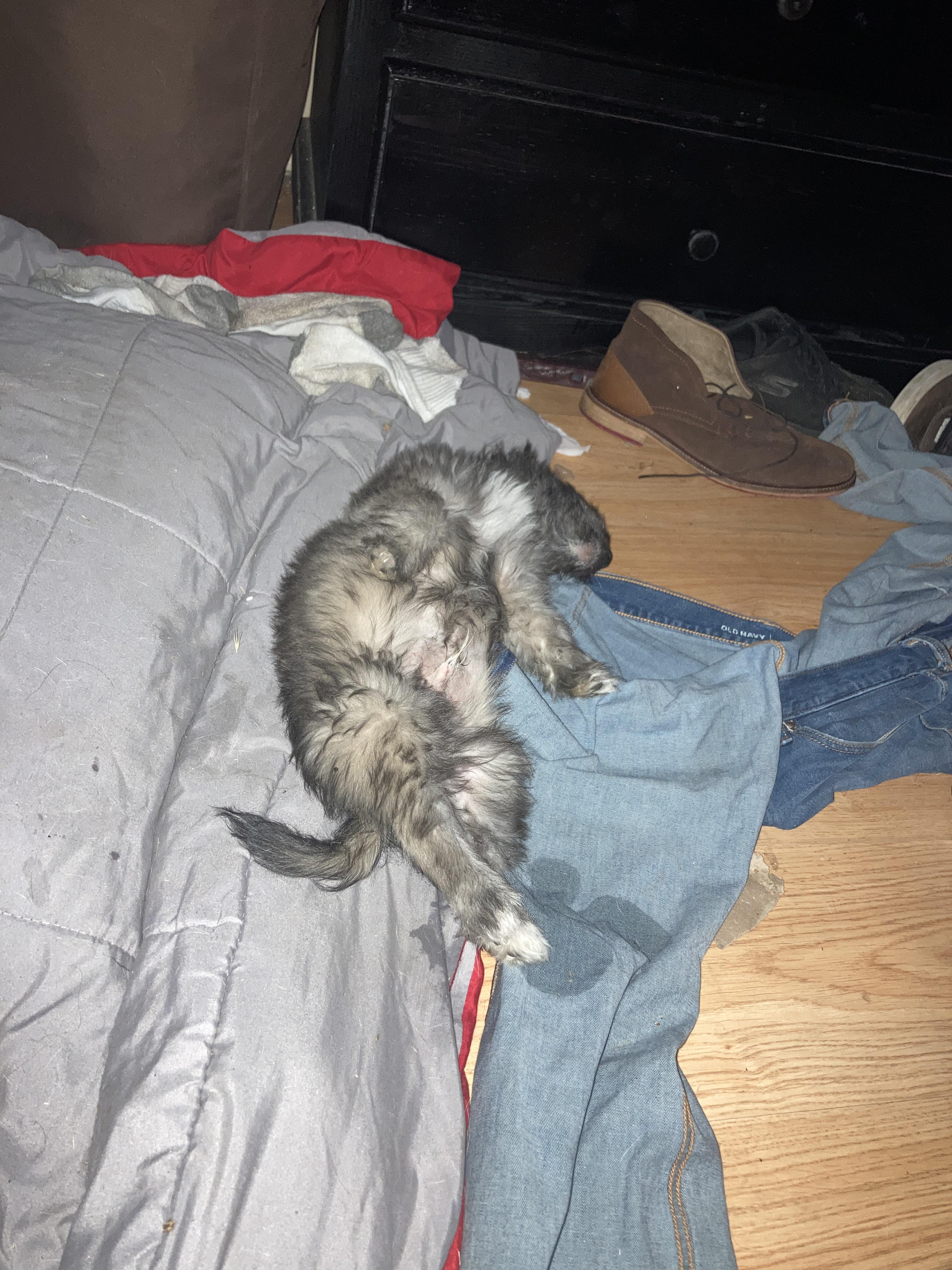 Our new puppy peed on my jeans and then knocked out. r/funny