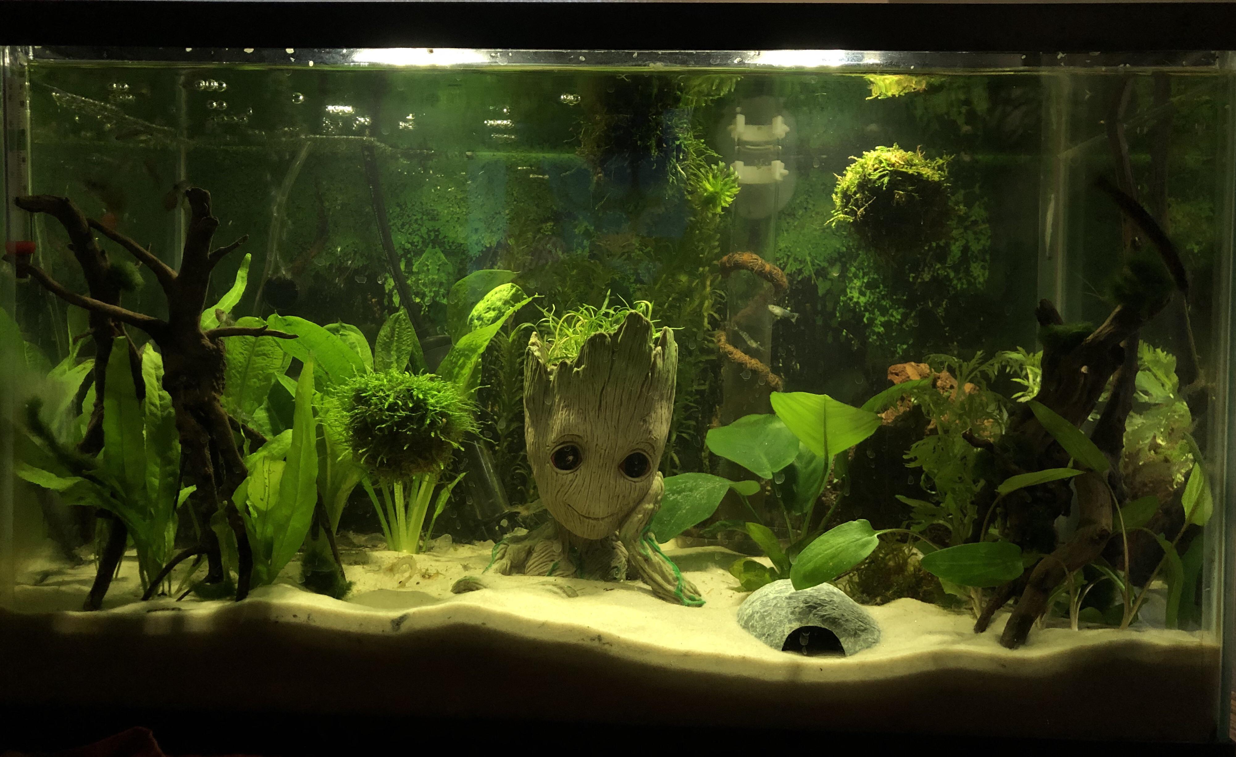 I am Groot....What do you guys think of my aquarium set up? marvelstudios