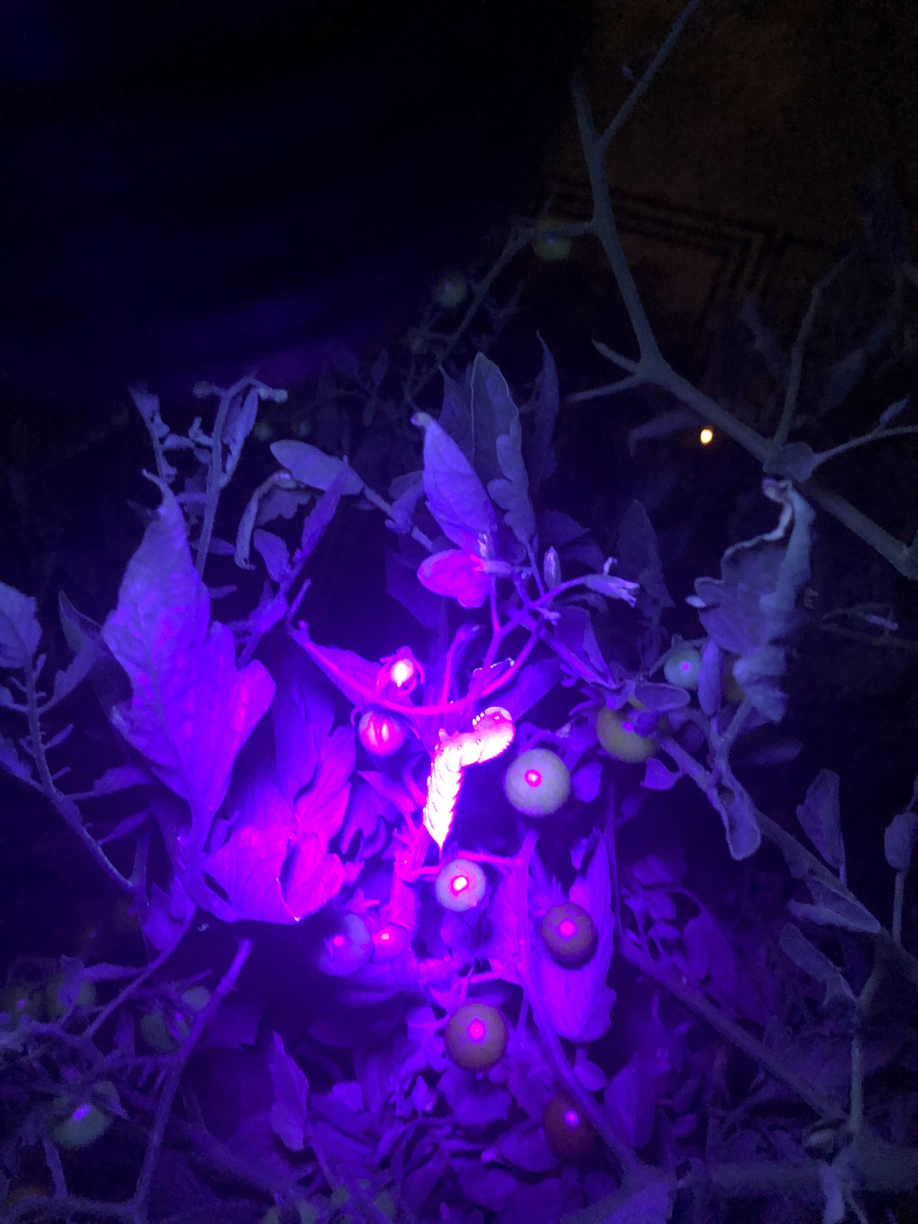 Pro tip tomato hornworms glow under a blacklight! r/gardening