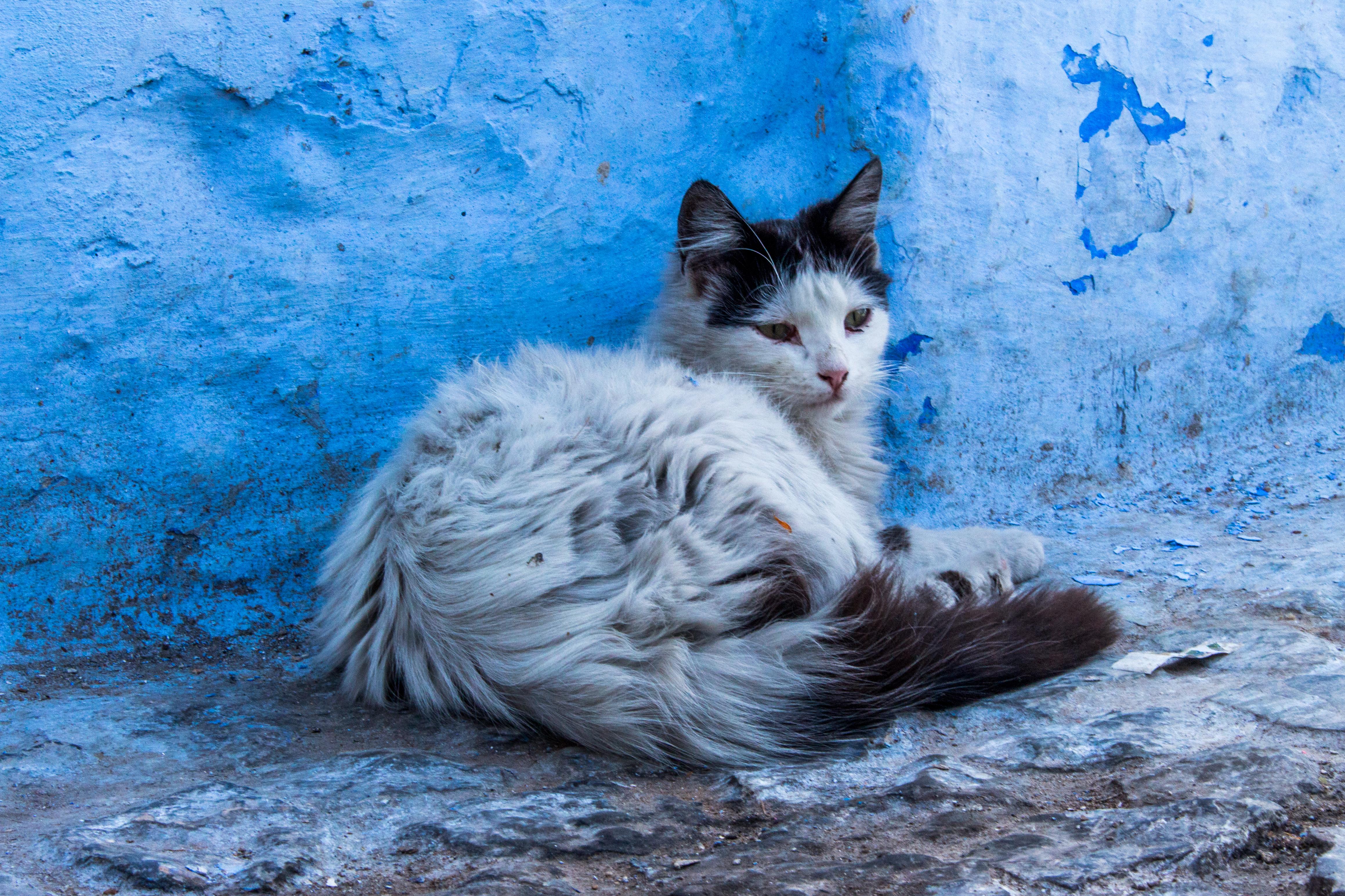 A stray alley cat chilling out in Morocco
