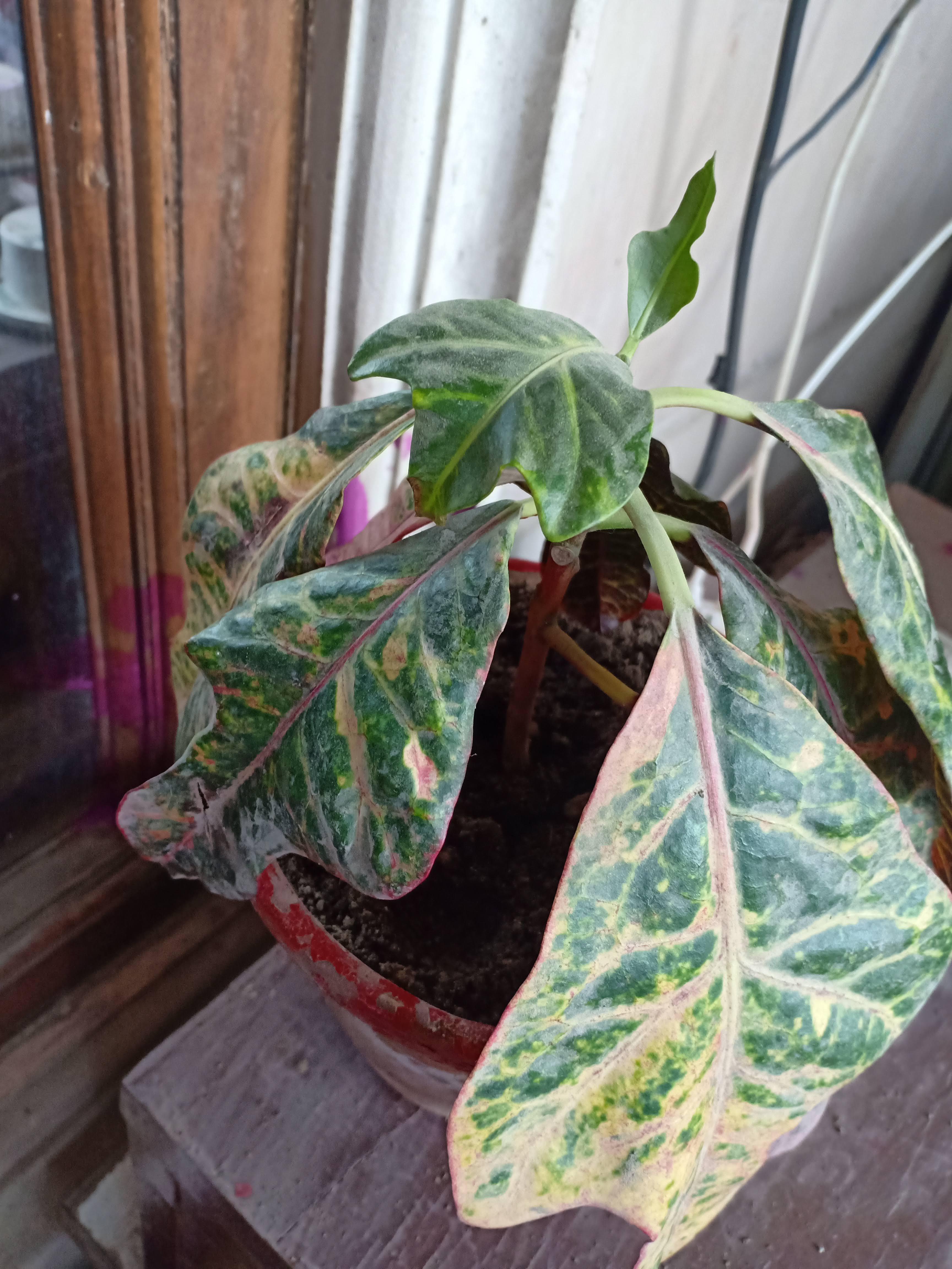 Croton is dying r/houseplants