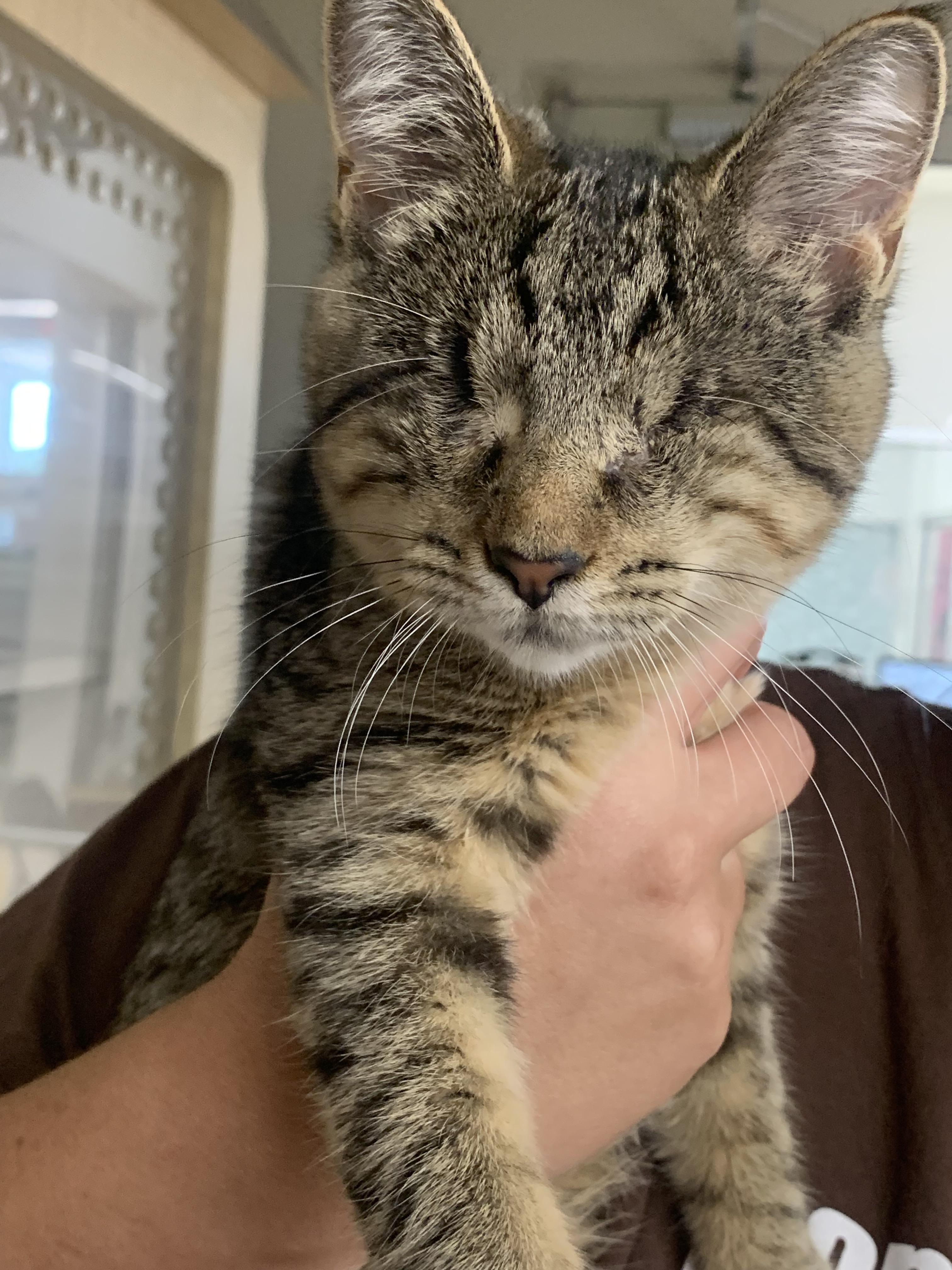 I’m adopting a blind kitten next weekend! I just have some questions