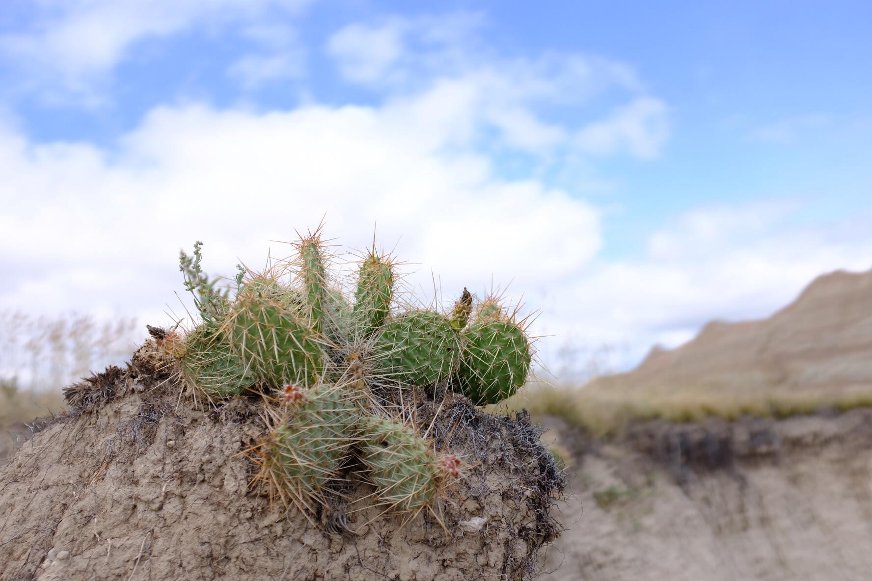 Cacti at Badlands National Park, South Dakota, US [OC] (1776x1184) r