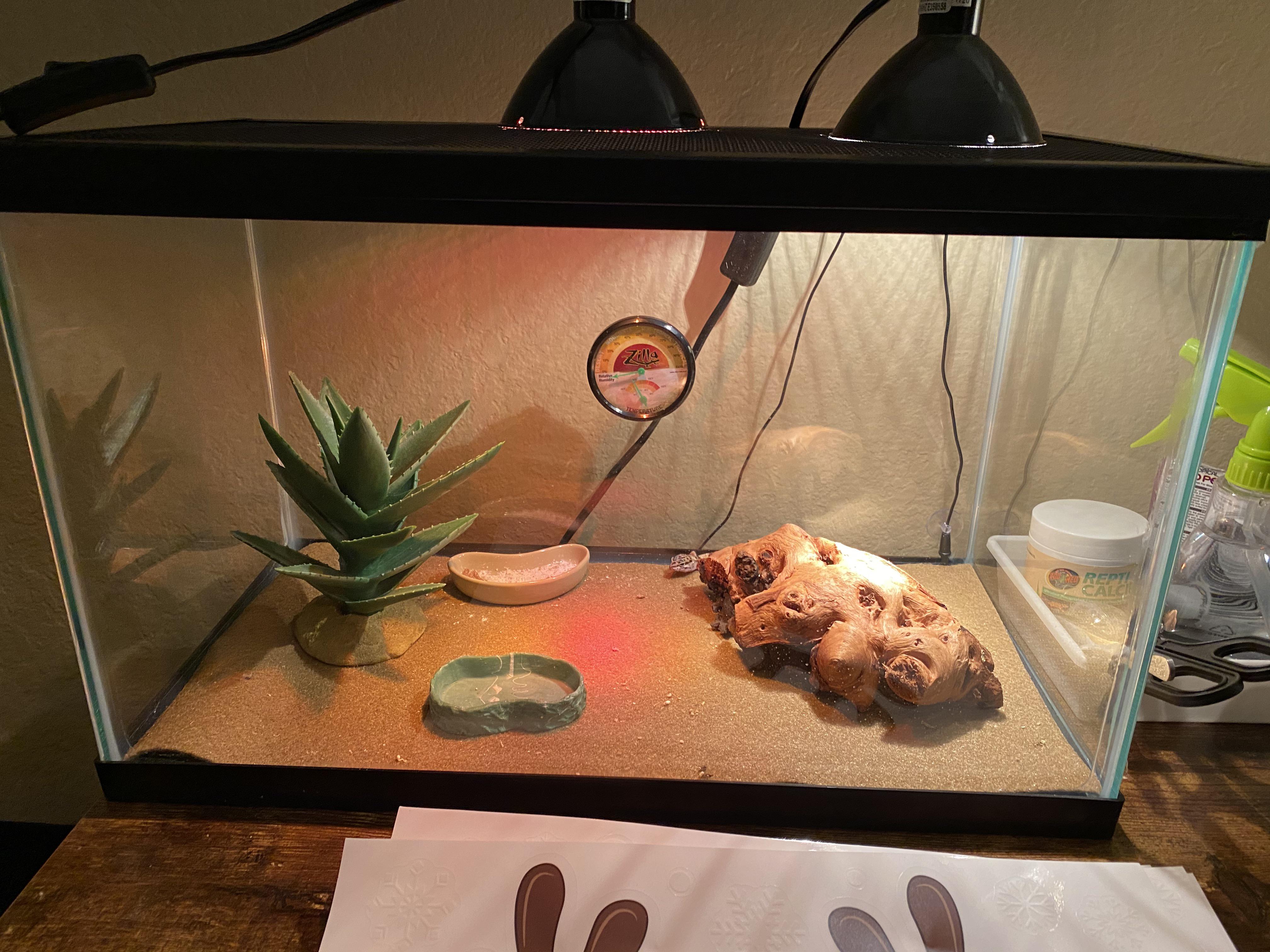 Someone please help me with setting up my geckos terrarium.