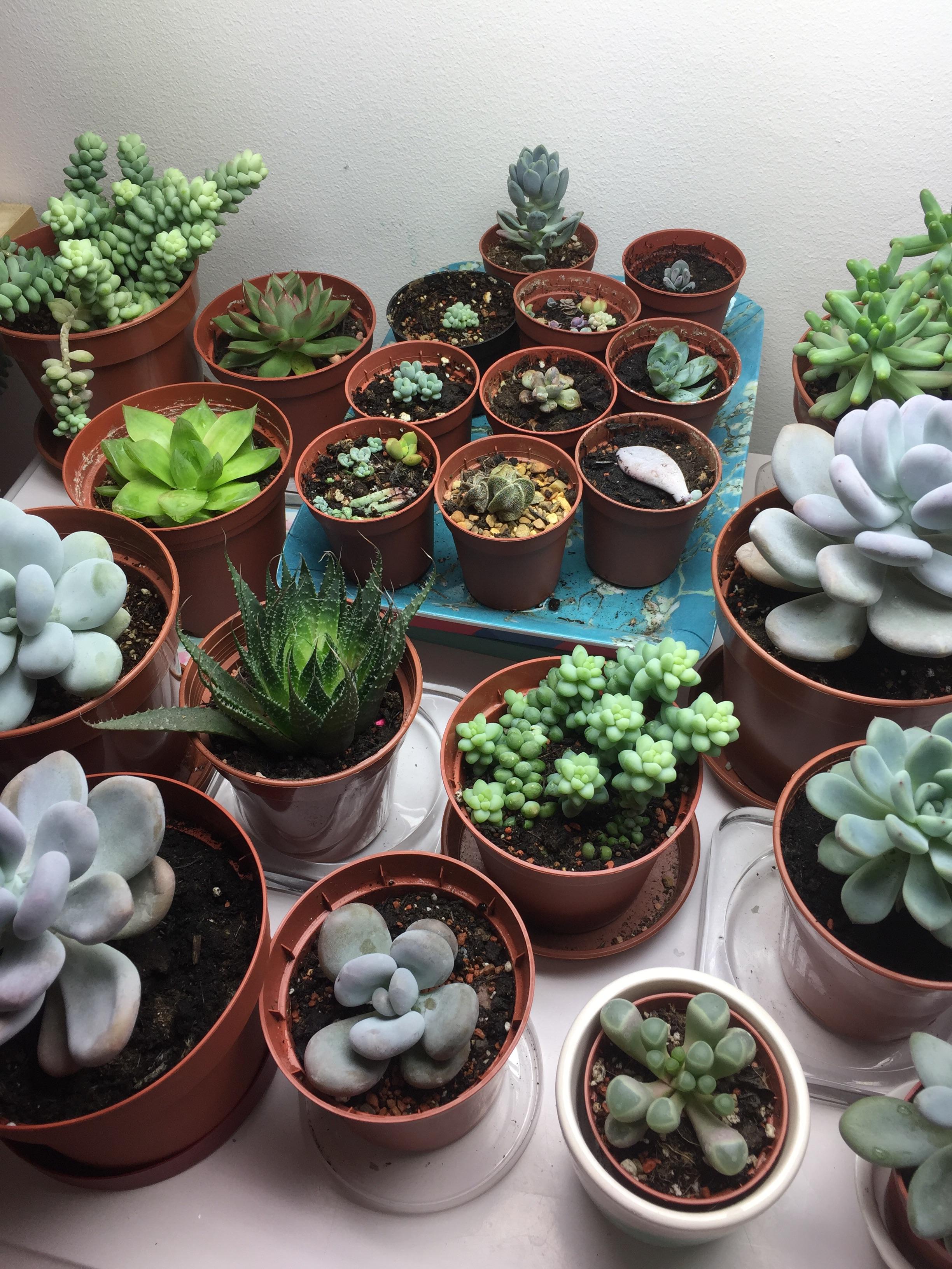 Little plants r/succulents