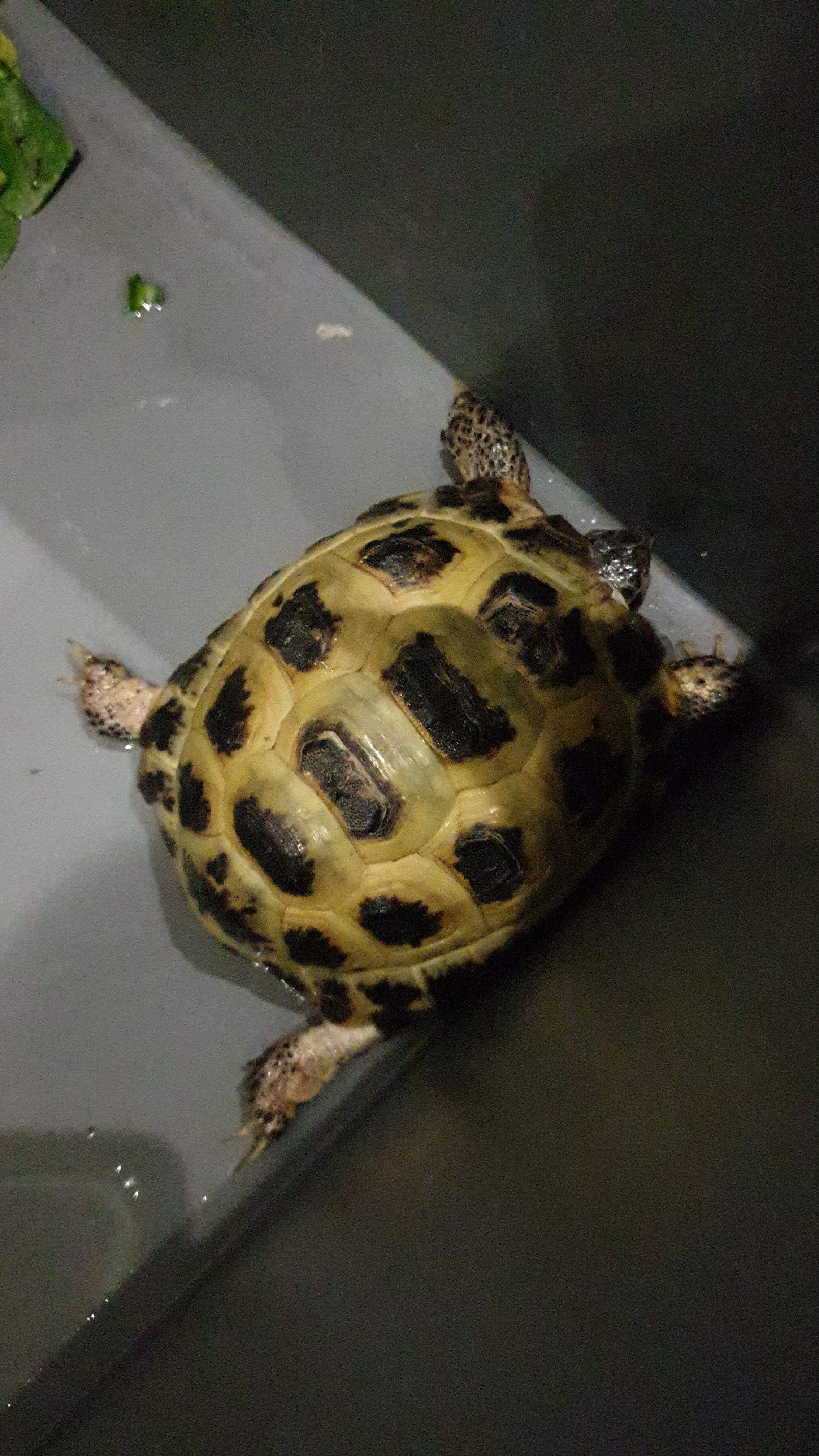 Friend found this tortoise. Any ideas what species it is? r/tortoise