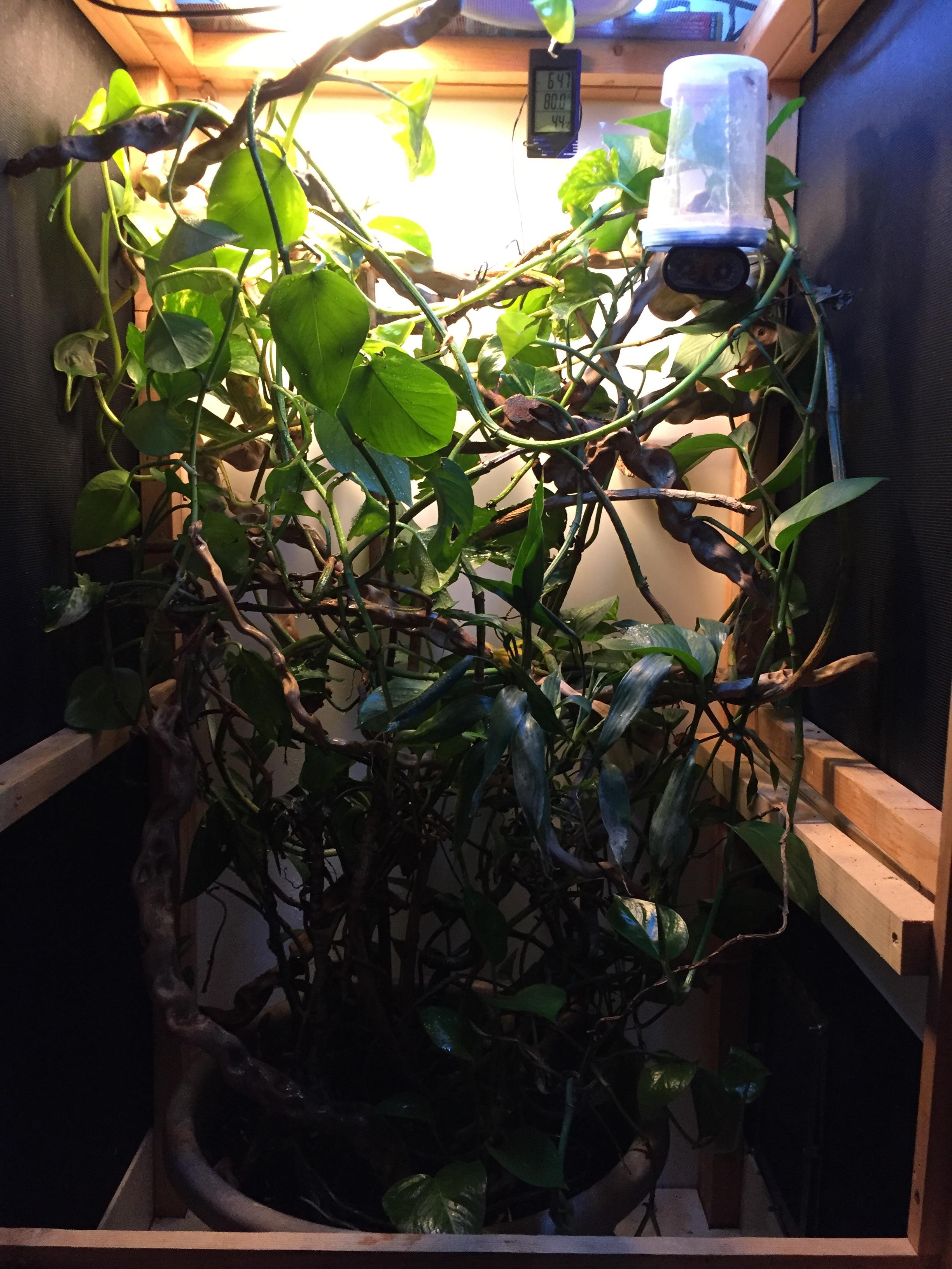 For those wondering about plants, pothos are very hardy and grow like
