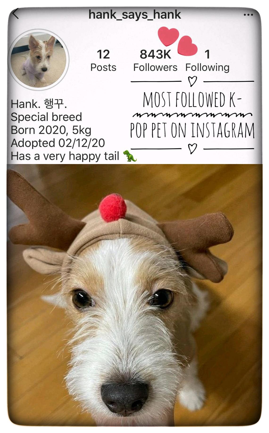 Which Dog Has The Most Followers On Instagram