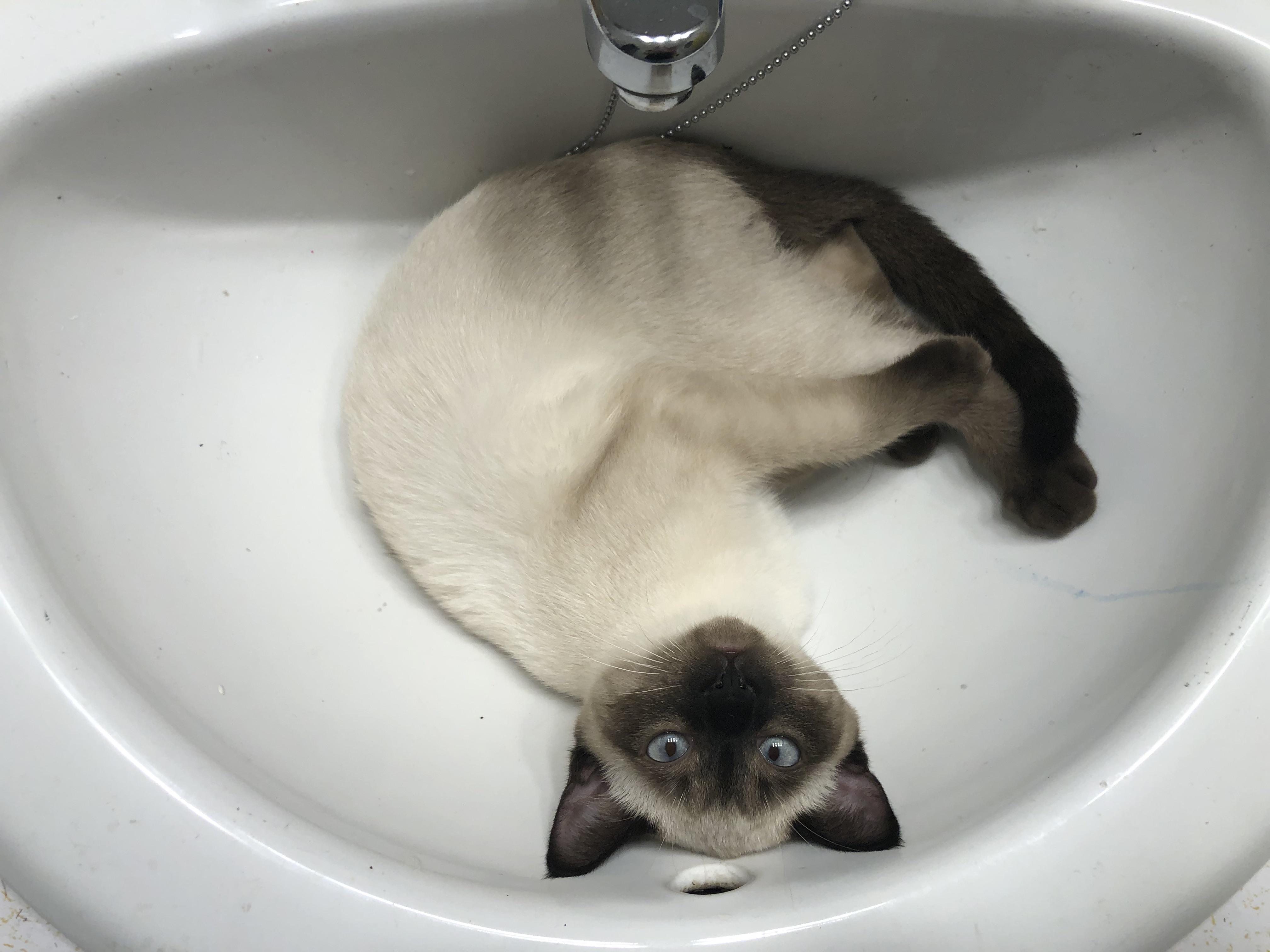 this morning’s bathroom kitten r/Siamesecats