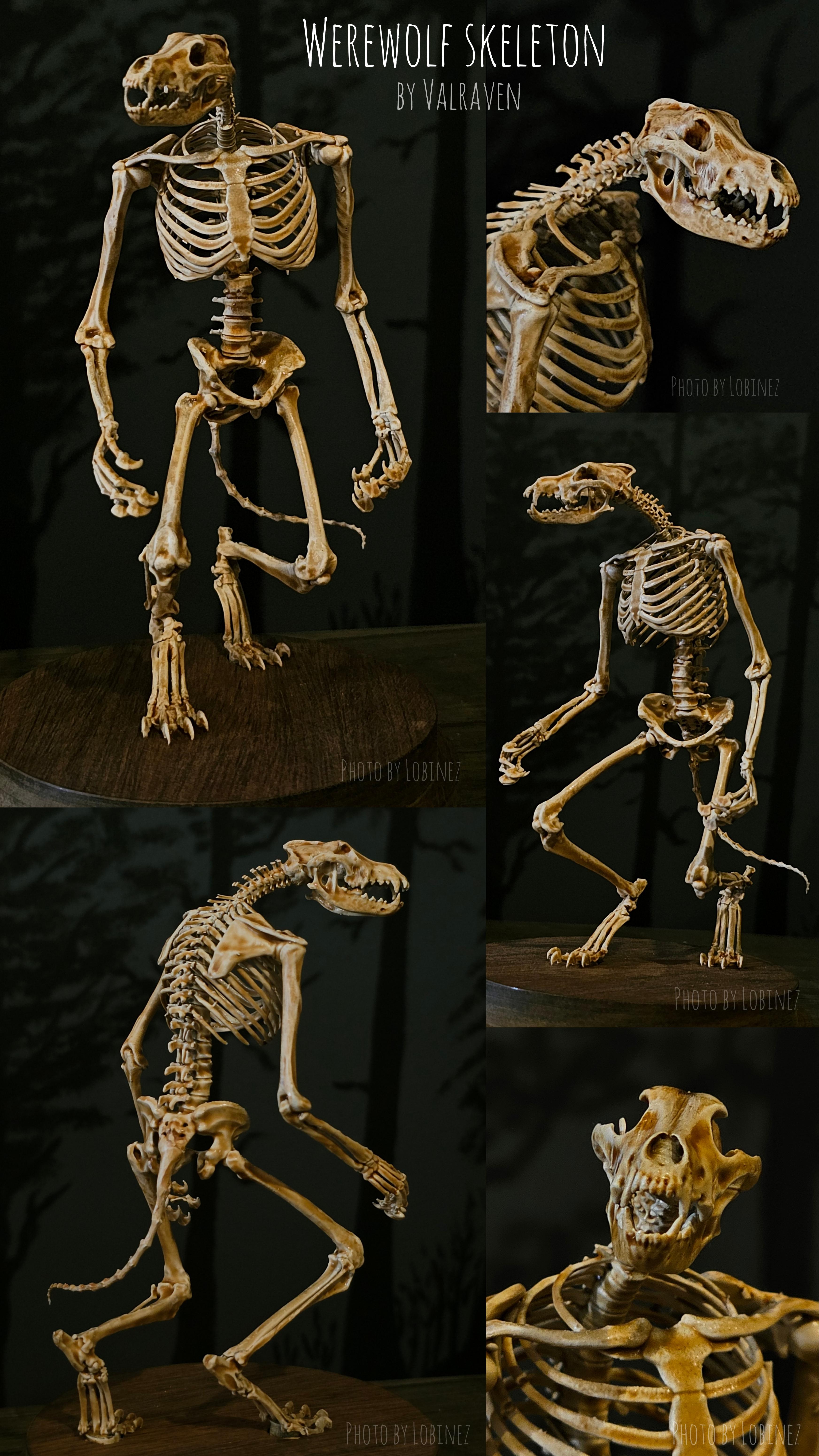 Werewolf Skeleton