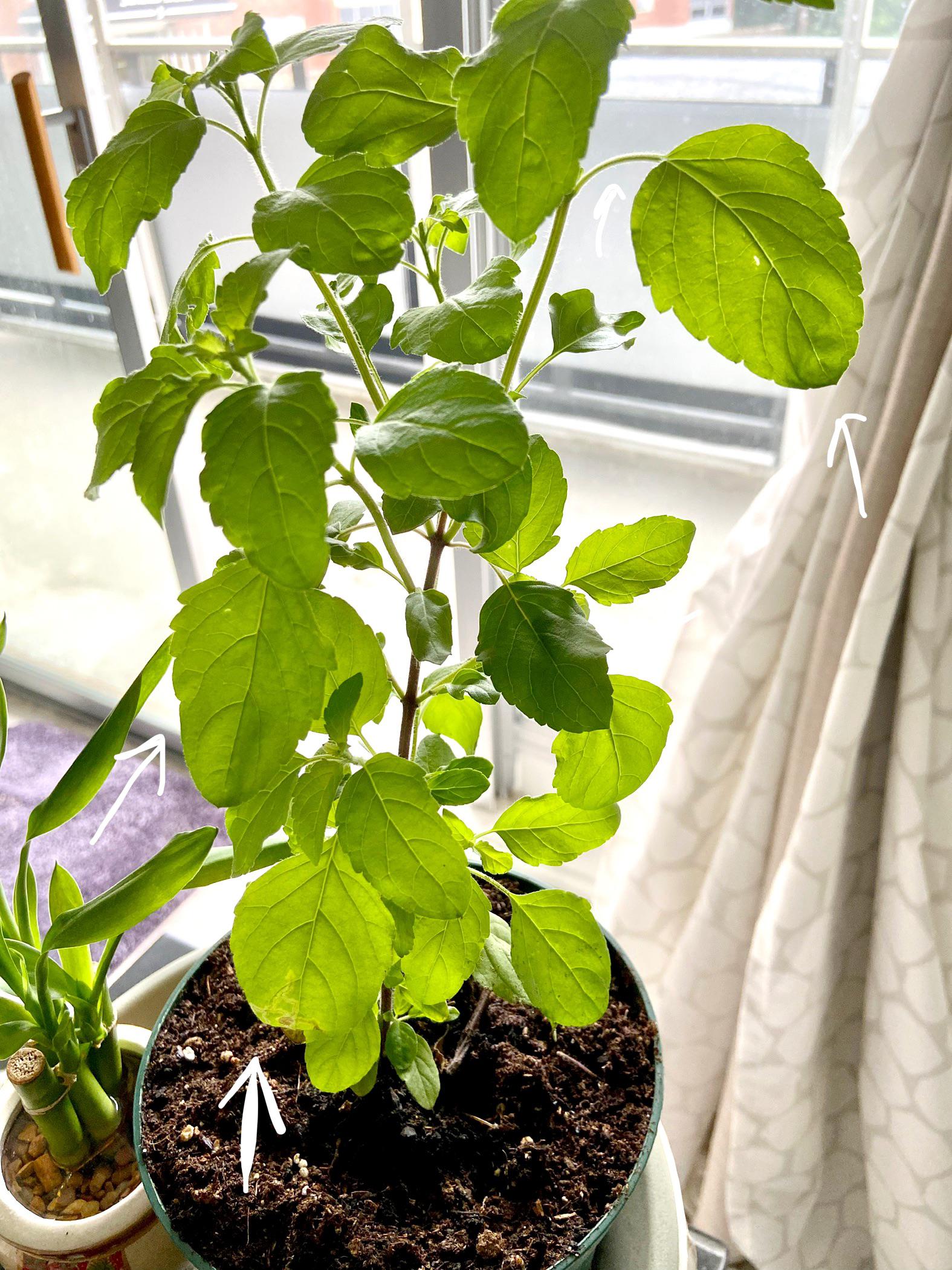 I feel my holy basil plant is drooping a bit. Any cause for concern