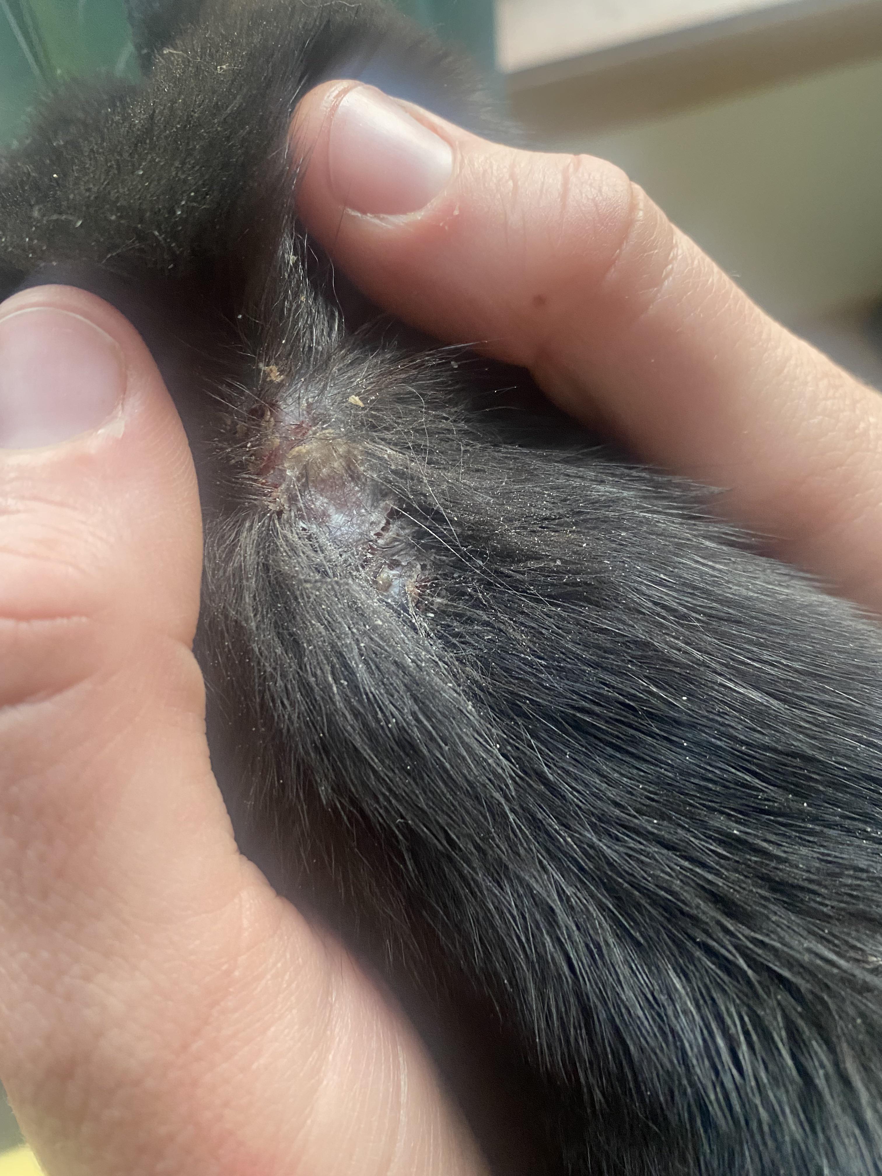 Shih Tzu Skin Scabs Shih Tzu Dog