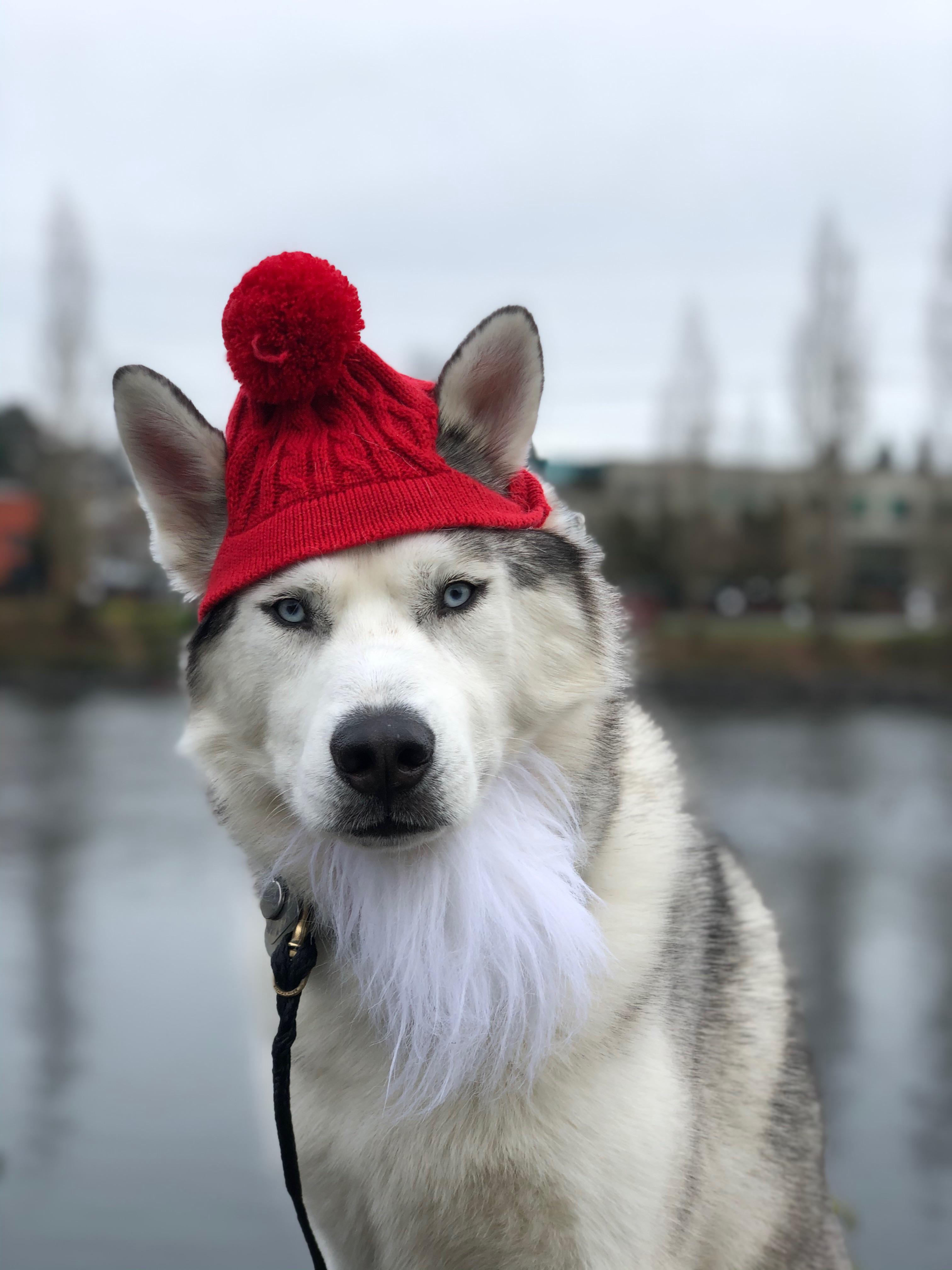A very husky Christmas r/husky