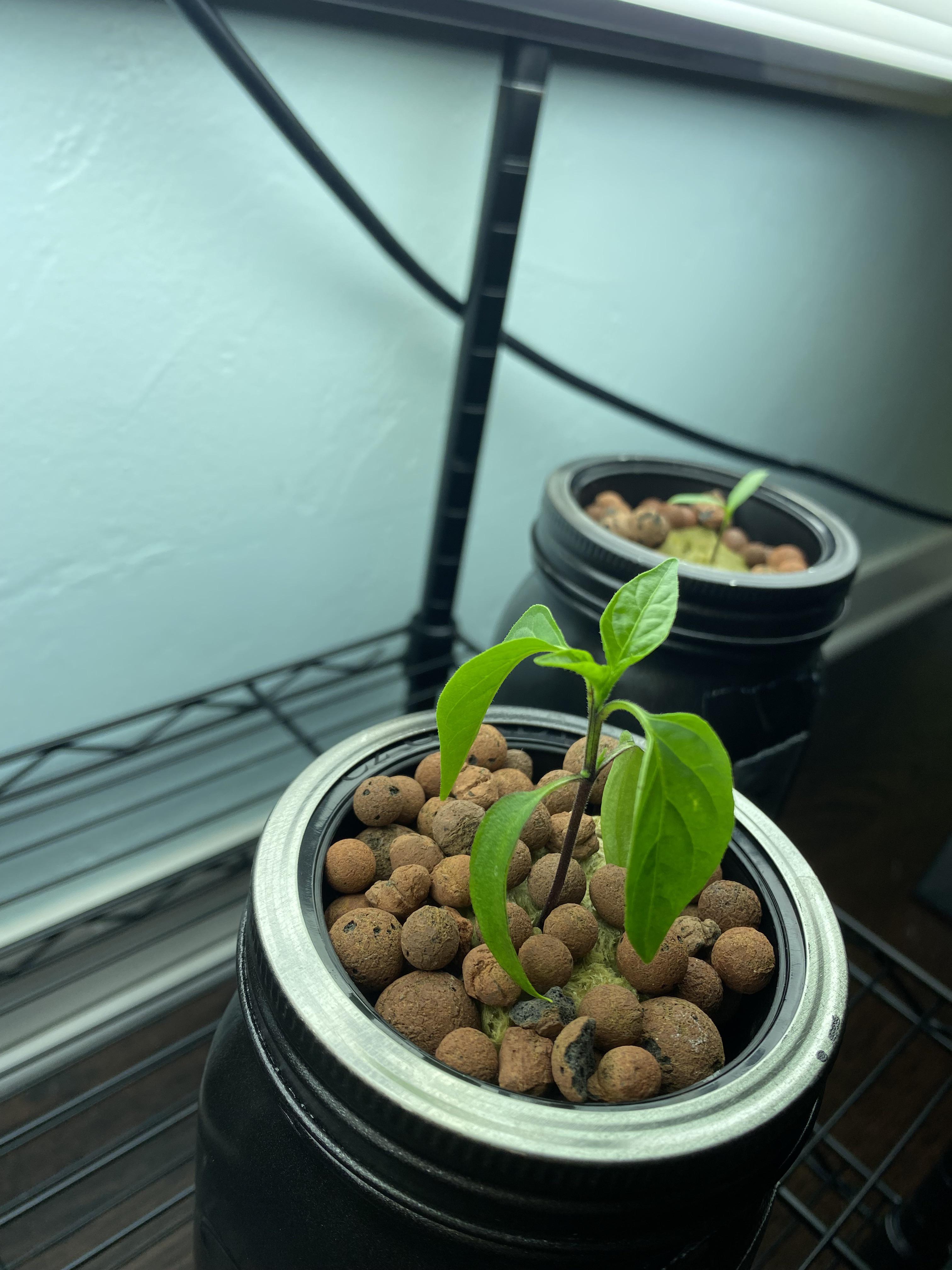 Why is my Jalapeño drooping today? r/Hydroponics