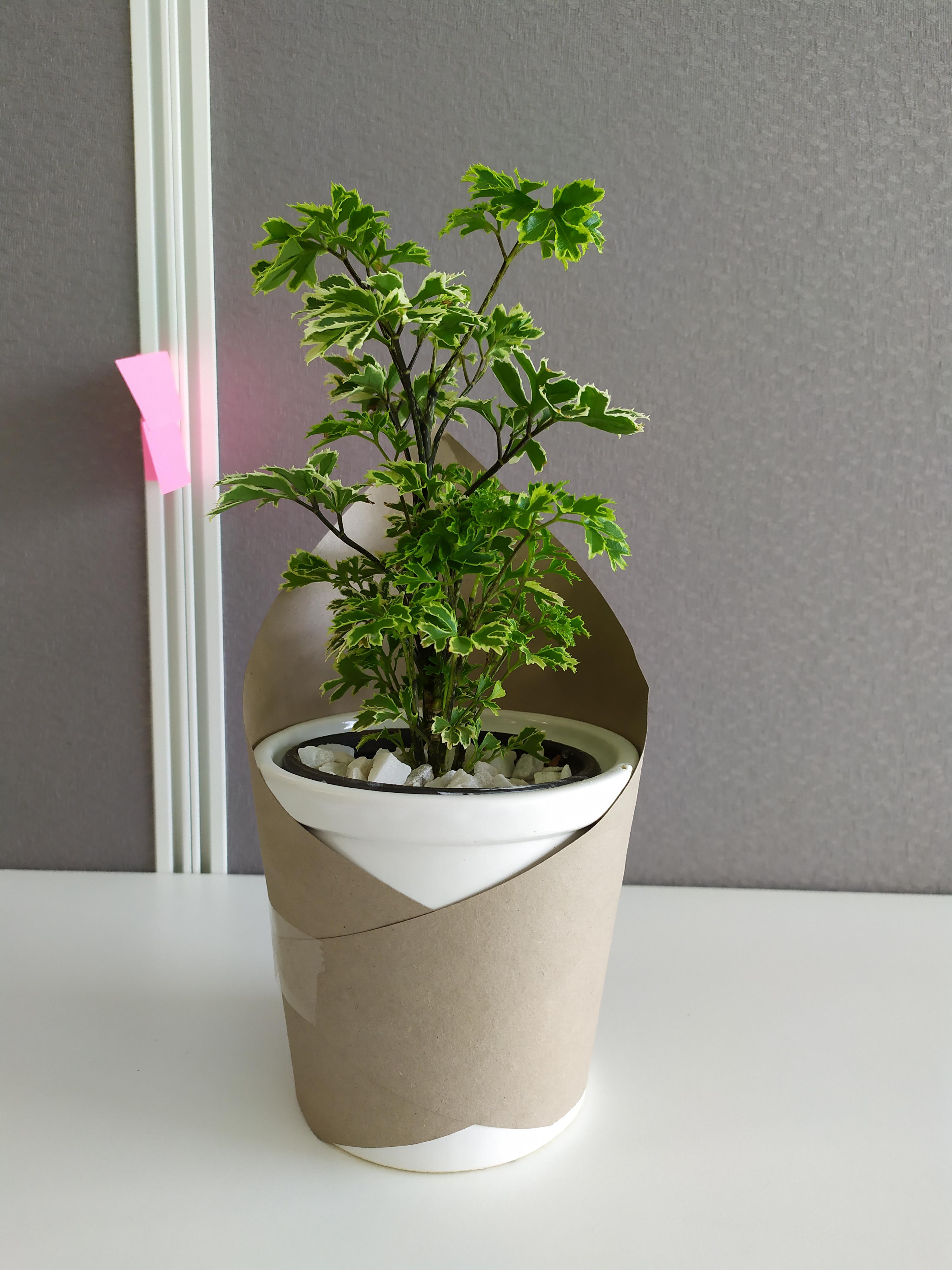 What is this plant? Reddit please help me identify! r/plants