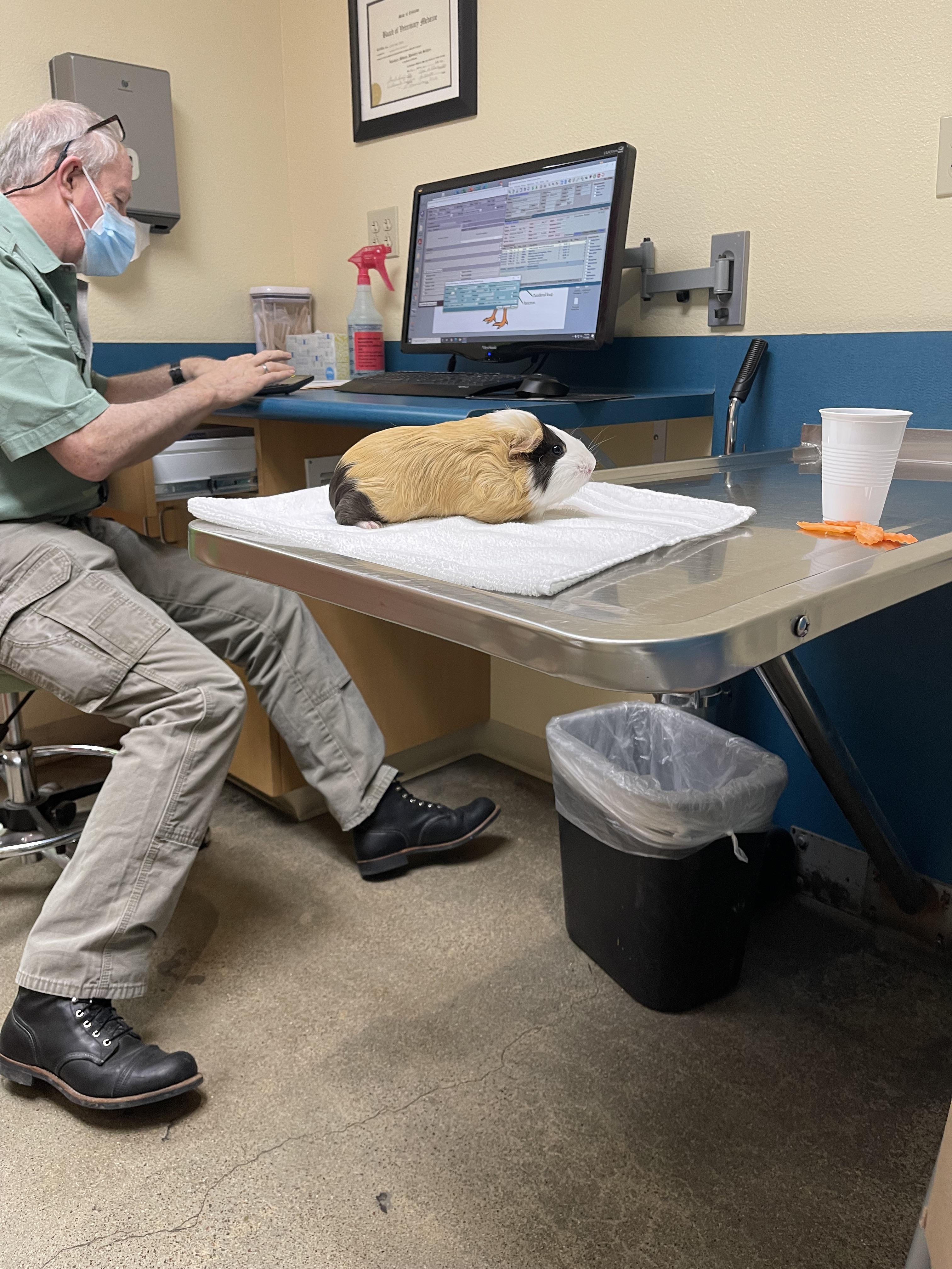 arguably the most expensive guinea pig in the world. would do