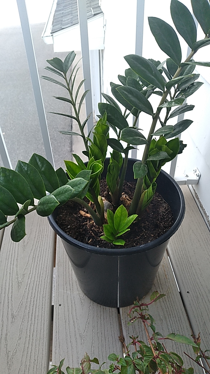 Moved this ZZ plant outside for the summer after being told it was too