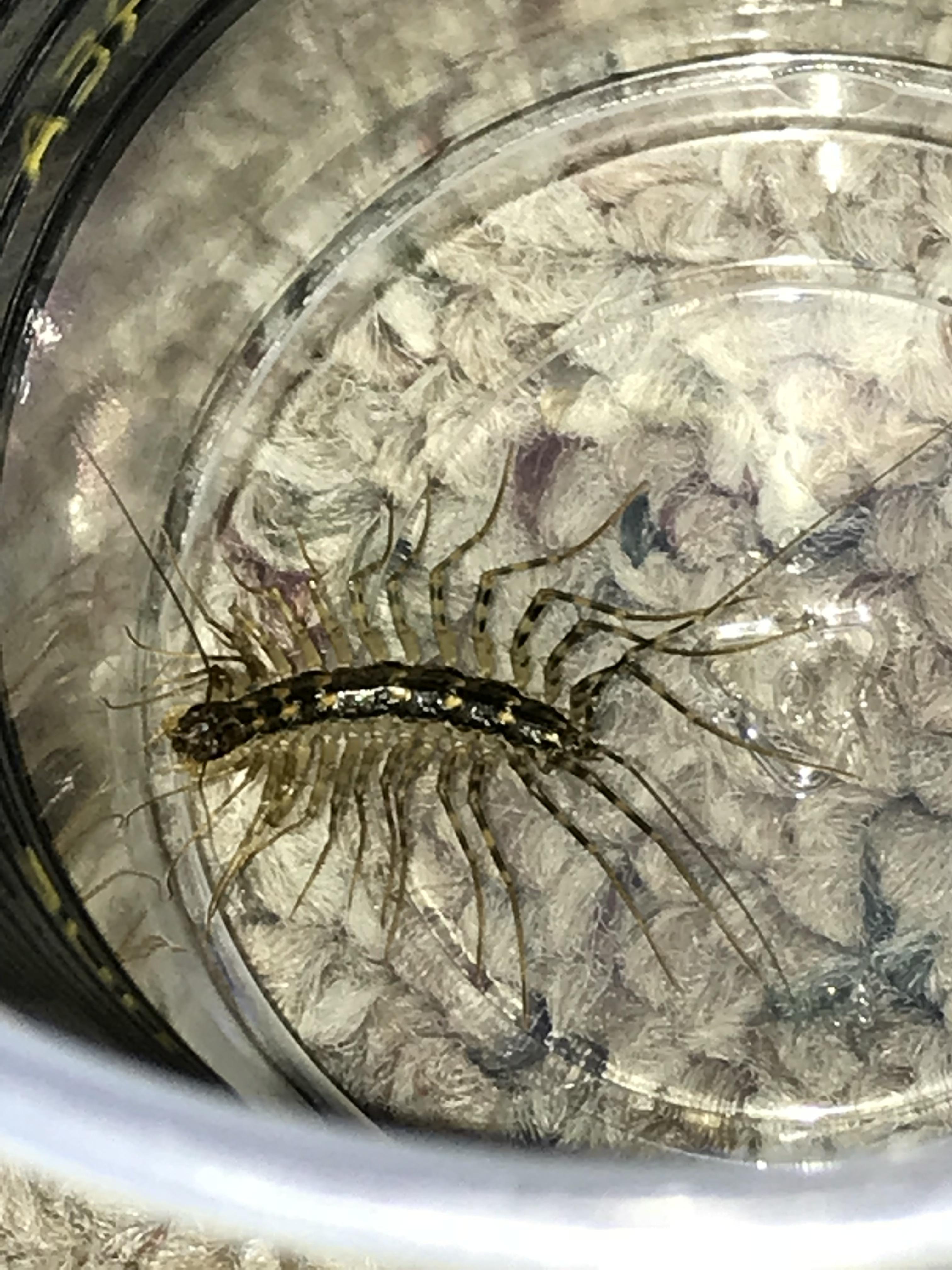 Found this nightmare in my apartment r/whatisthisthing