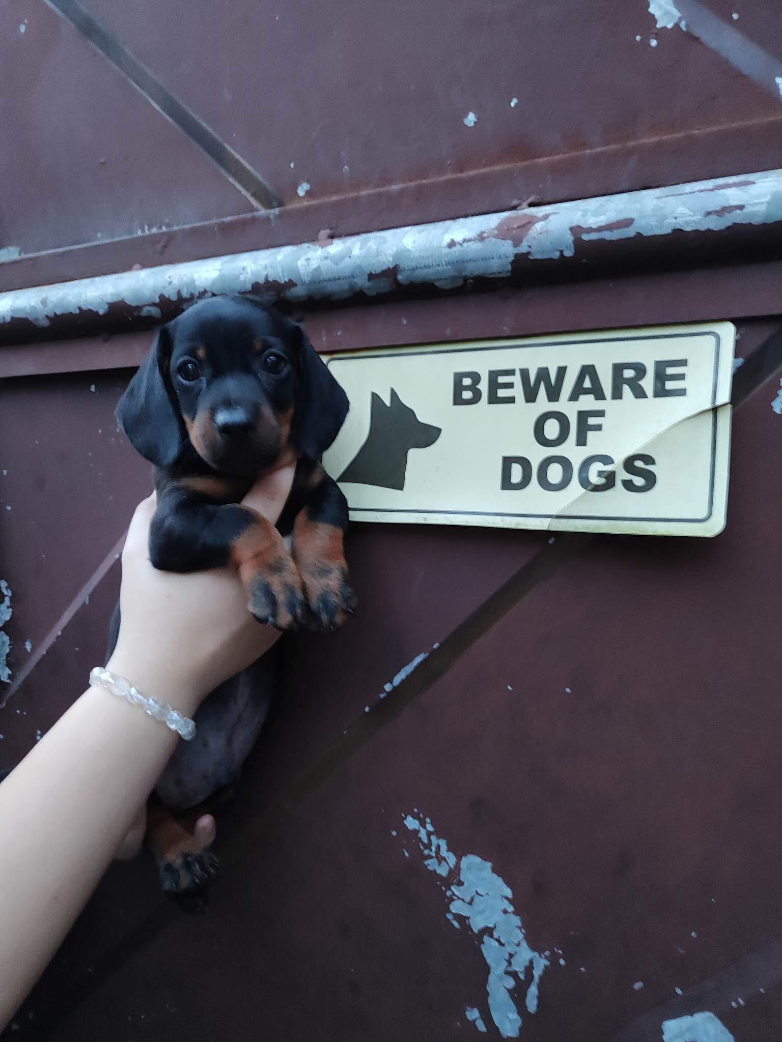 what’s a good name for this little guy? r/Dachshund