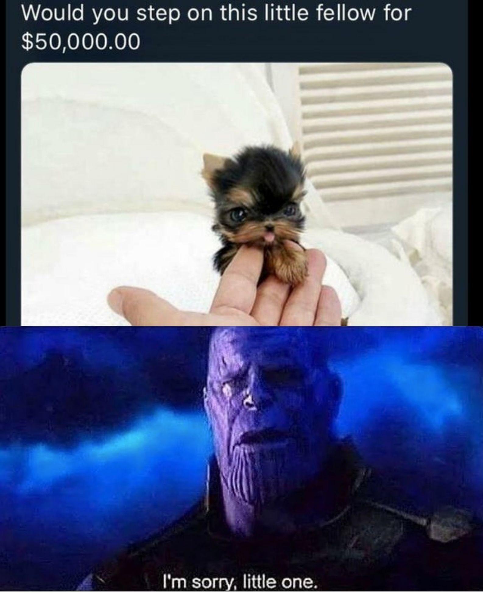 Gosh, I'm so sorry memes