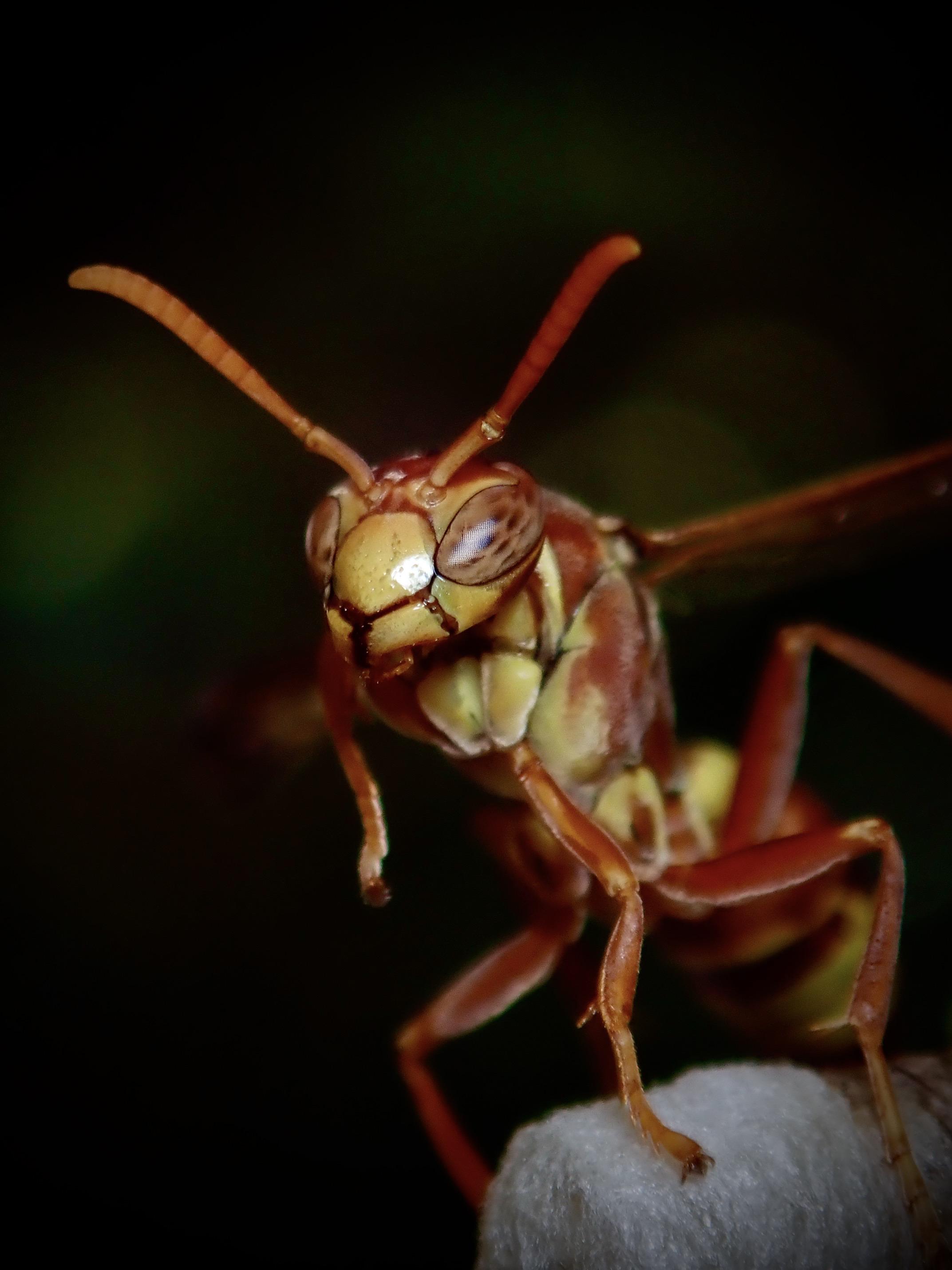 Polistes bellicosus on a nest found in the Maldives r/insects