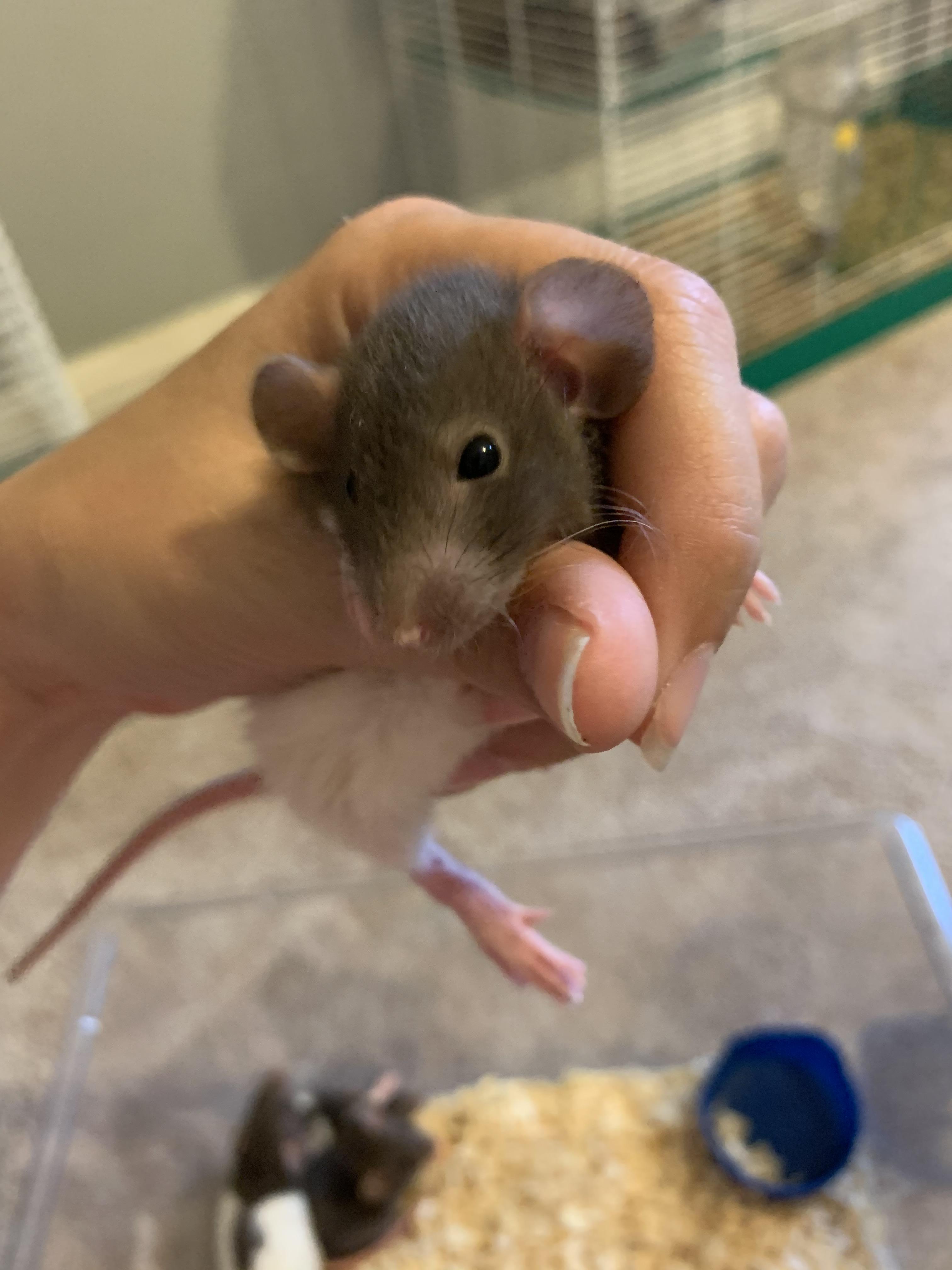 One of my first dumbo rat babies born at my place! 🥰 r/RATS