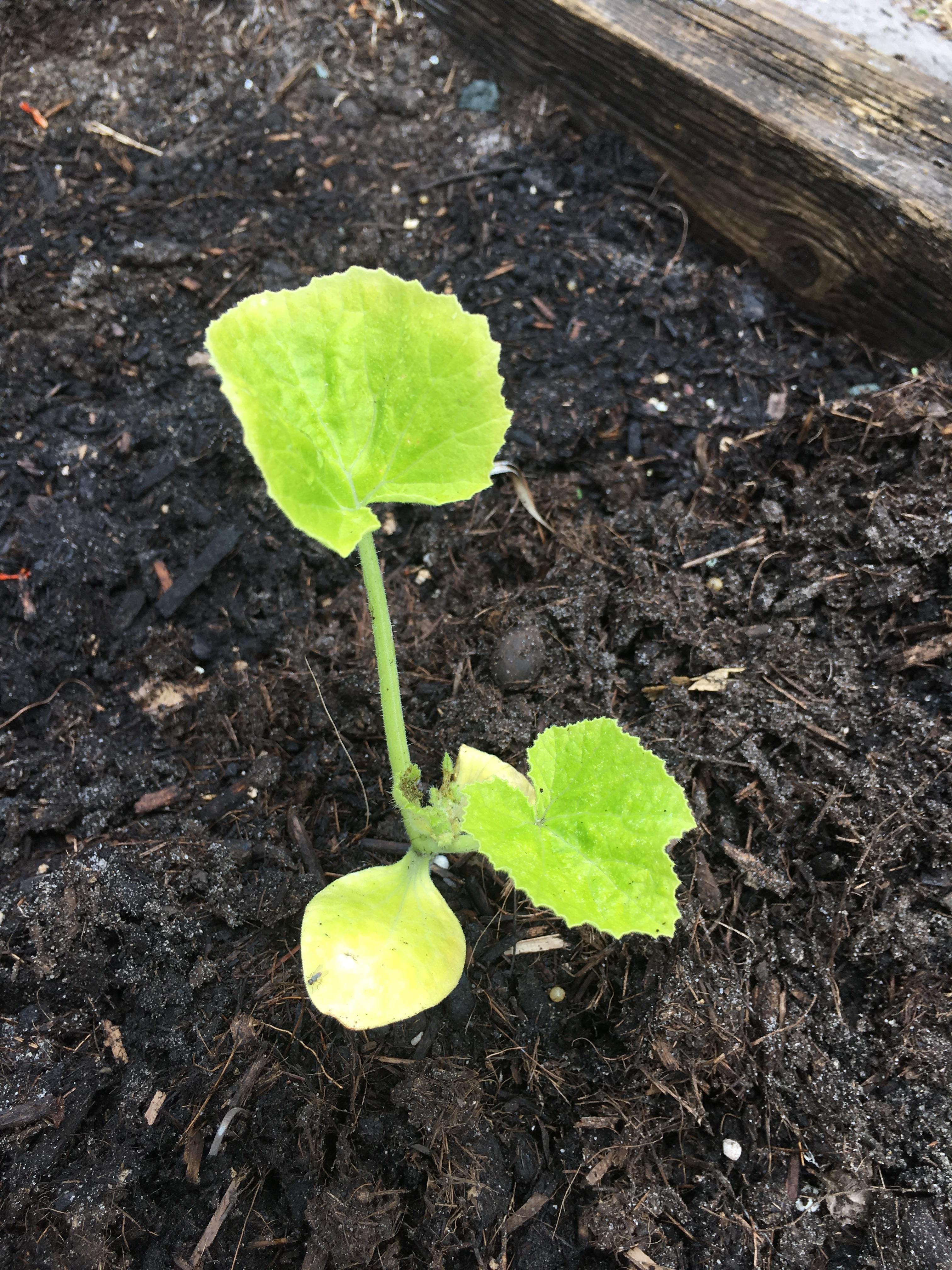 Yellowing yellow squash plants? r/gardening