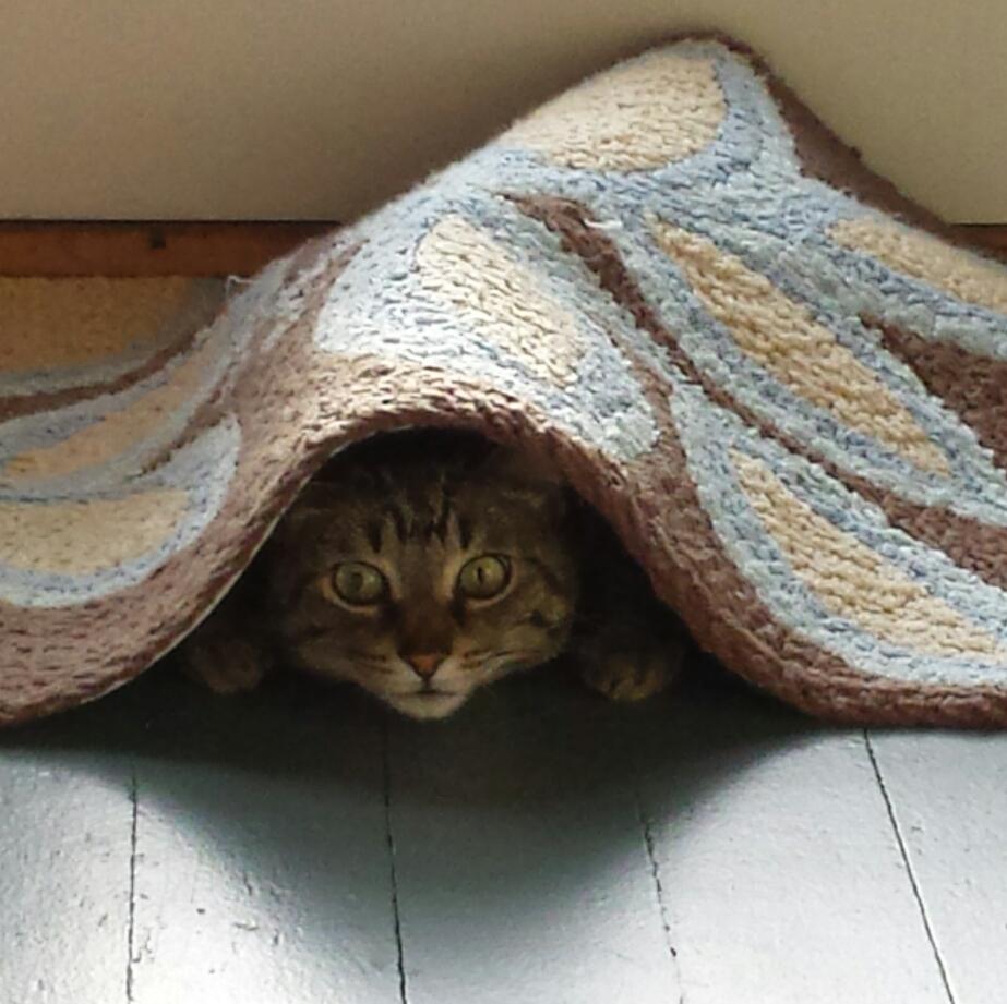 Almost impossible to see, my cat has incredible stealth skills. pics