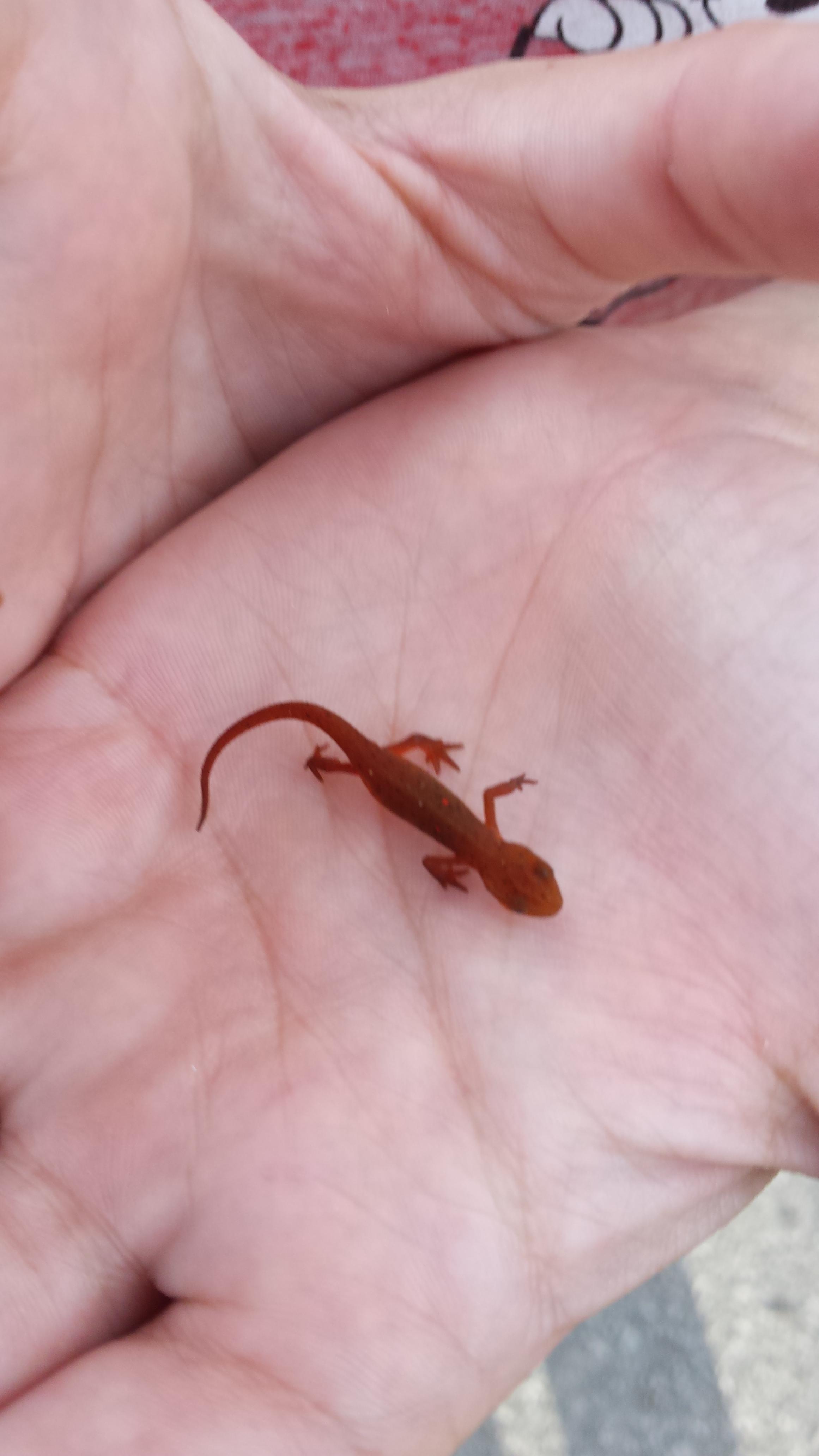 Baby Newts