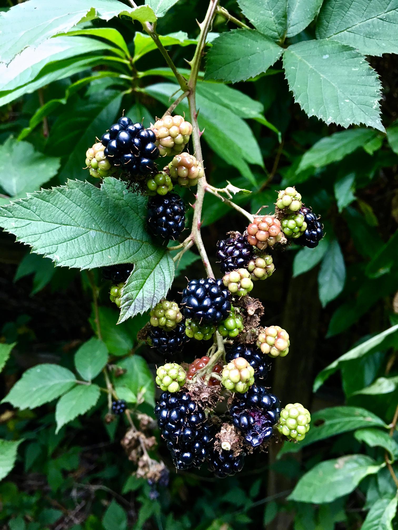 Himalayan Blackberry (Rubus armeniacus) in Seattle [OC] The berries