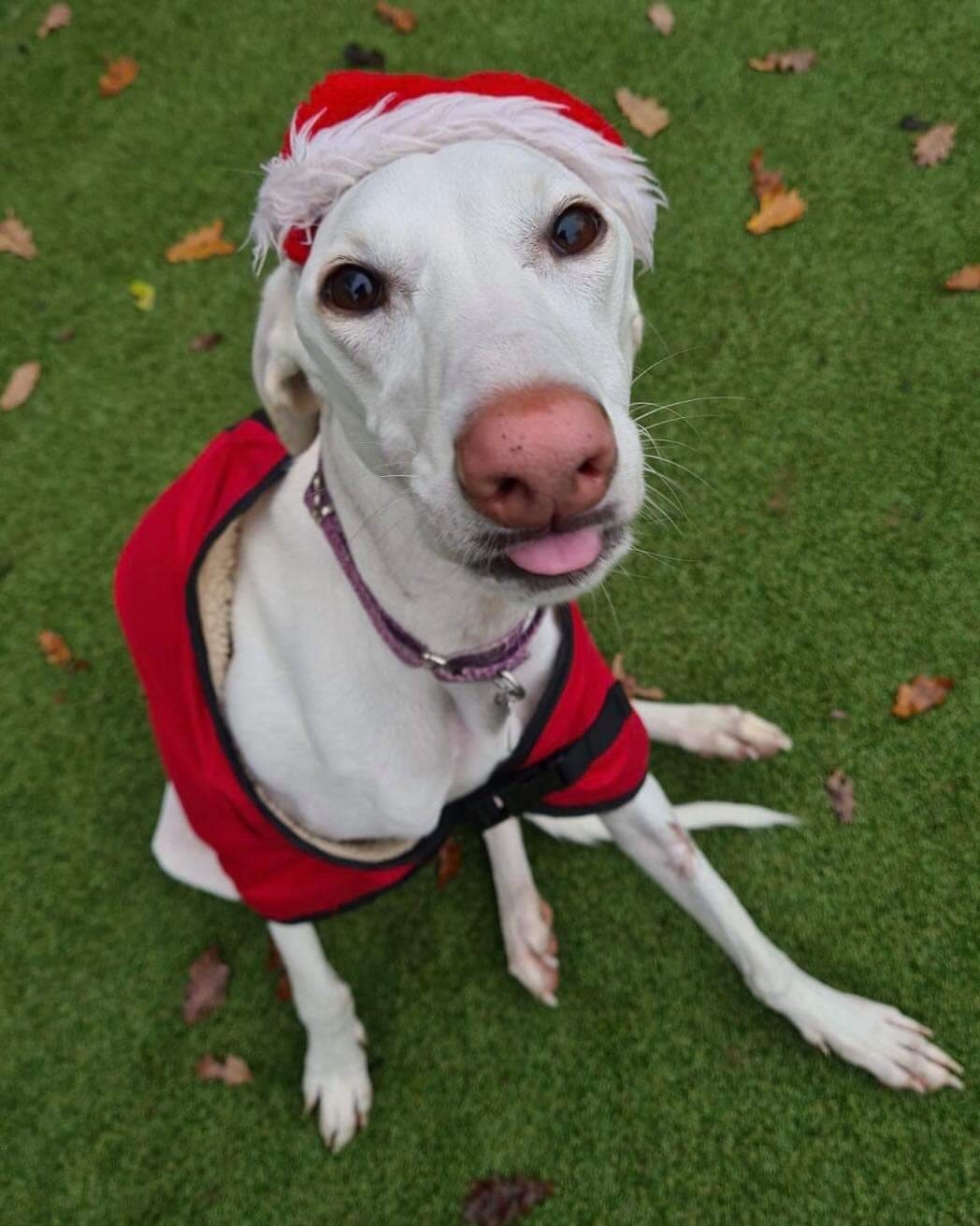 Genie at her daycare Christmas party r/Greyhounds