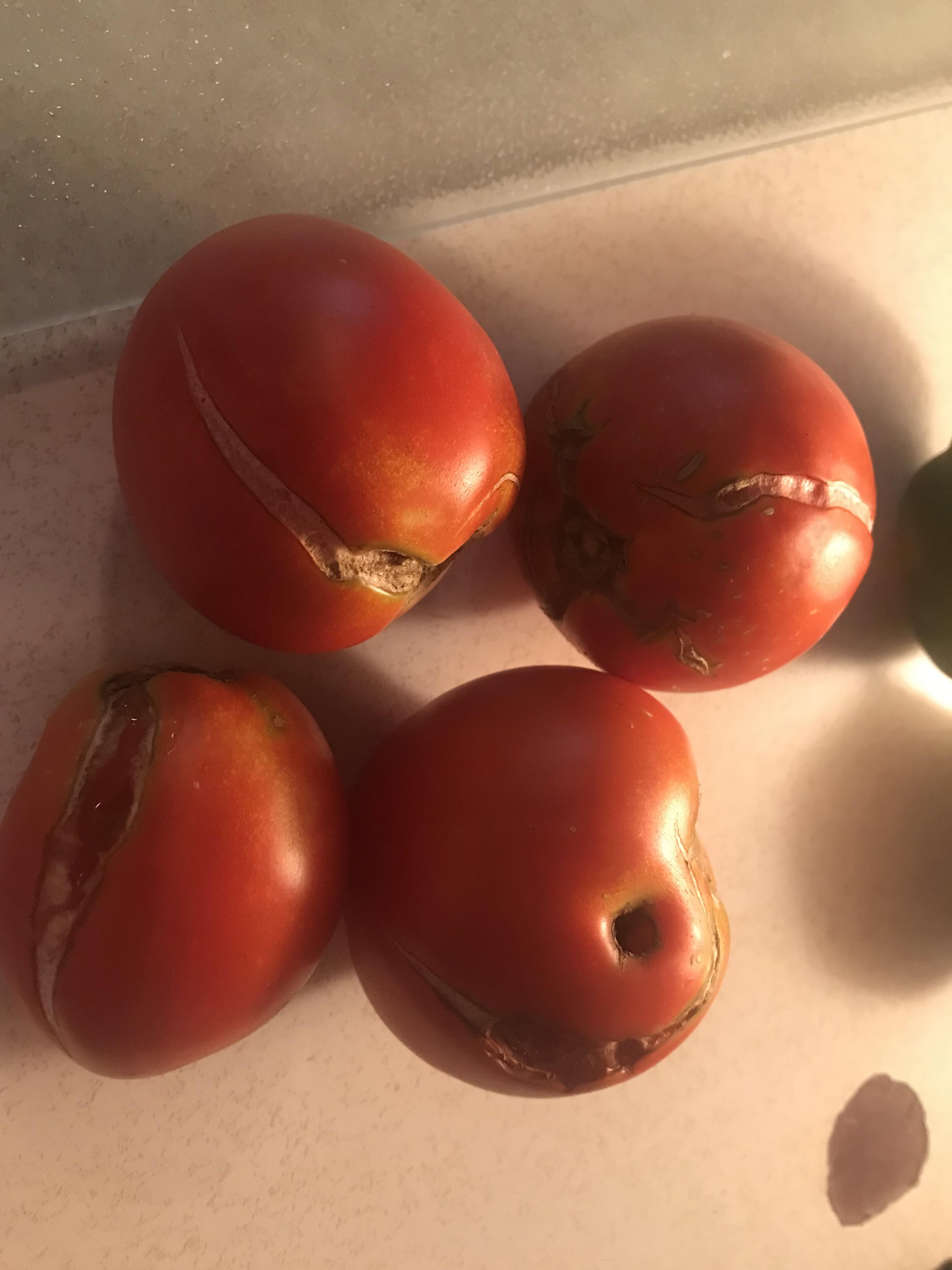 What’s eating my tomatoes? r/tomatoes