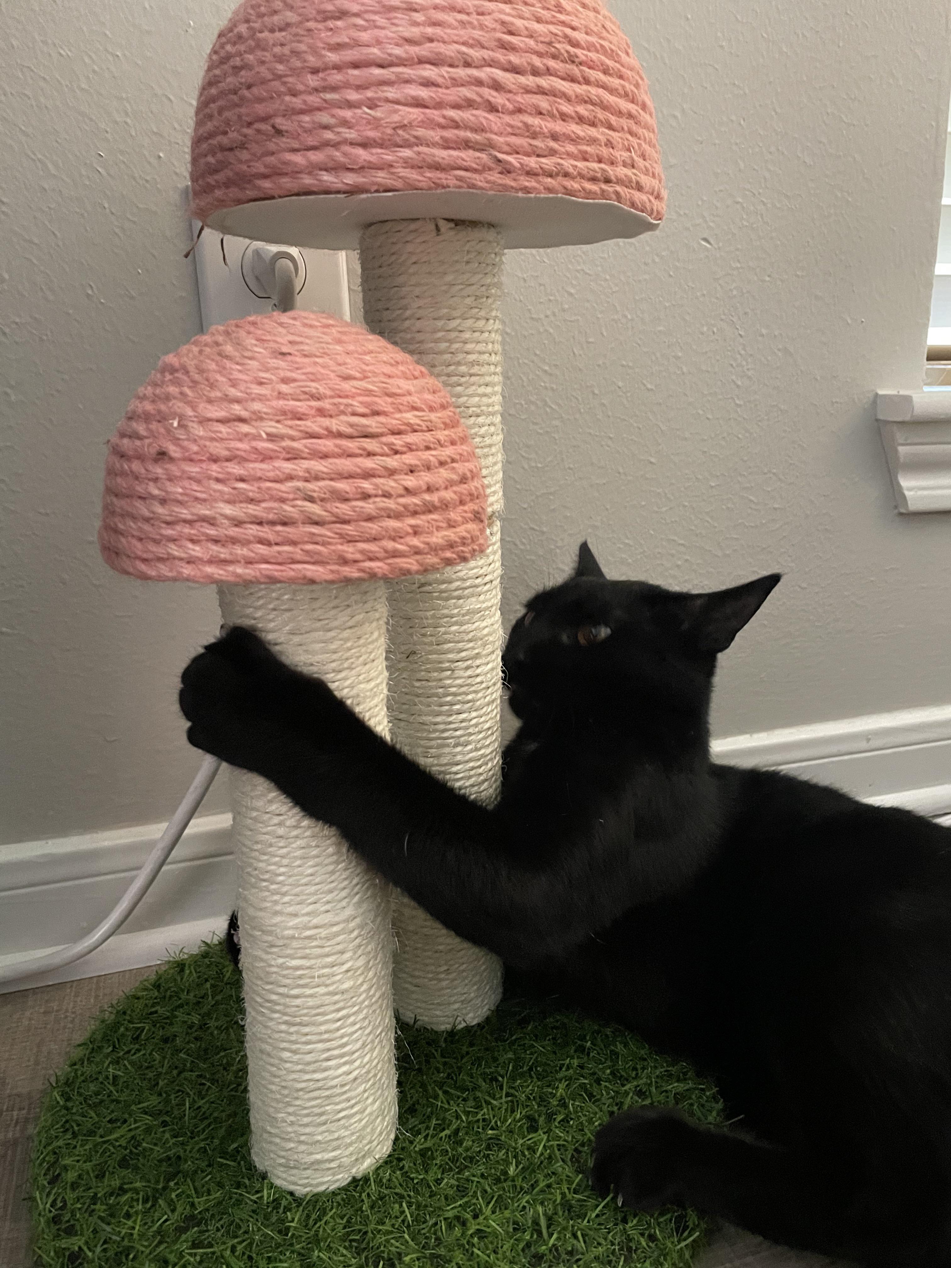 Mushroom scratching post r/cats