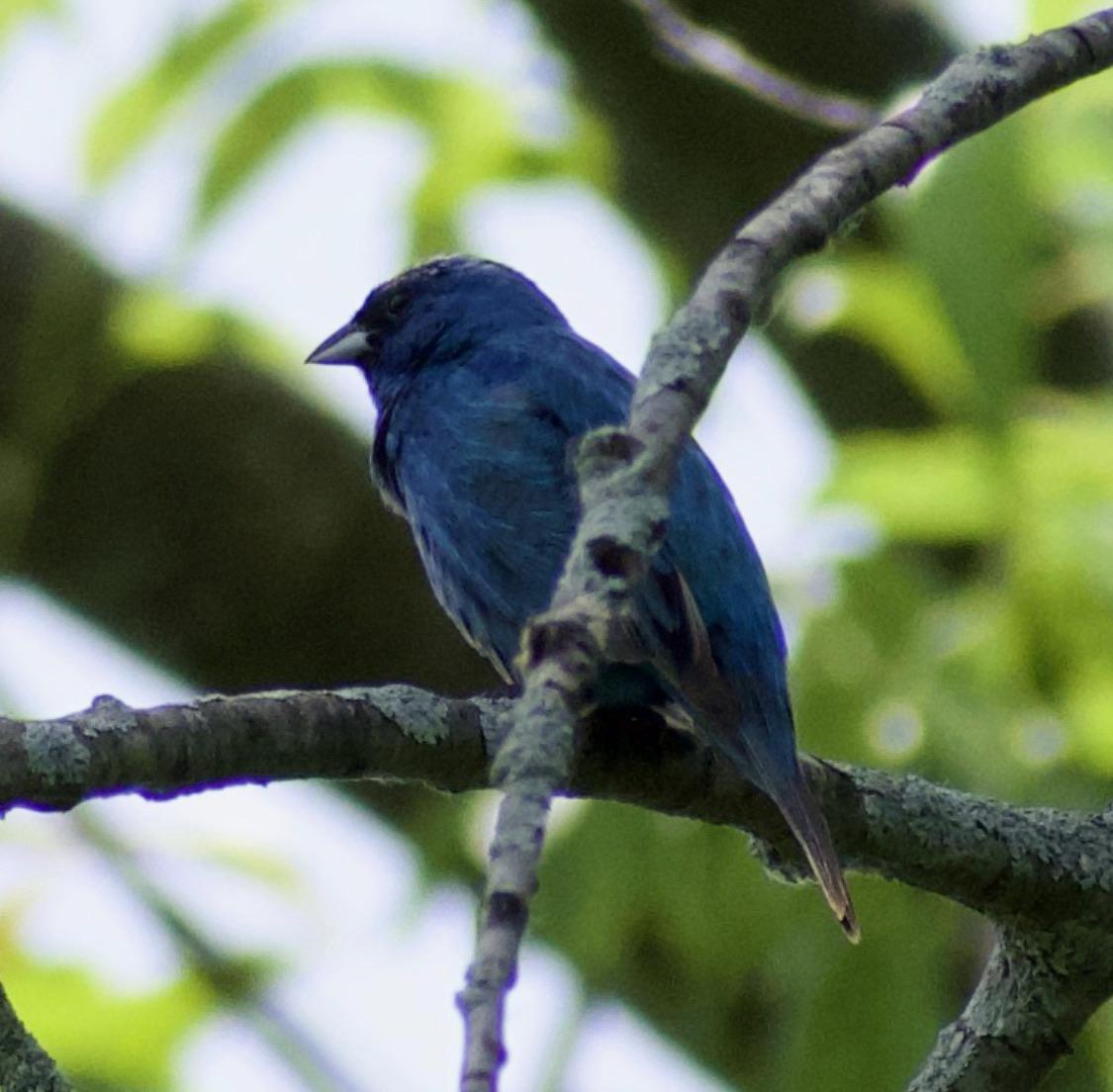 Indigo Bunting in Governor Nelson State Park (Madison, WI) r/birding