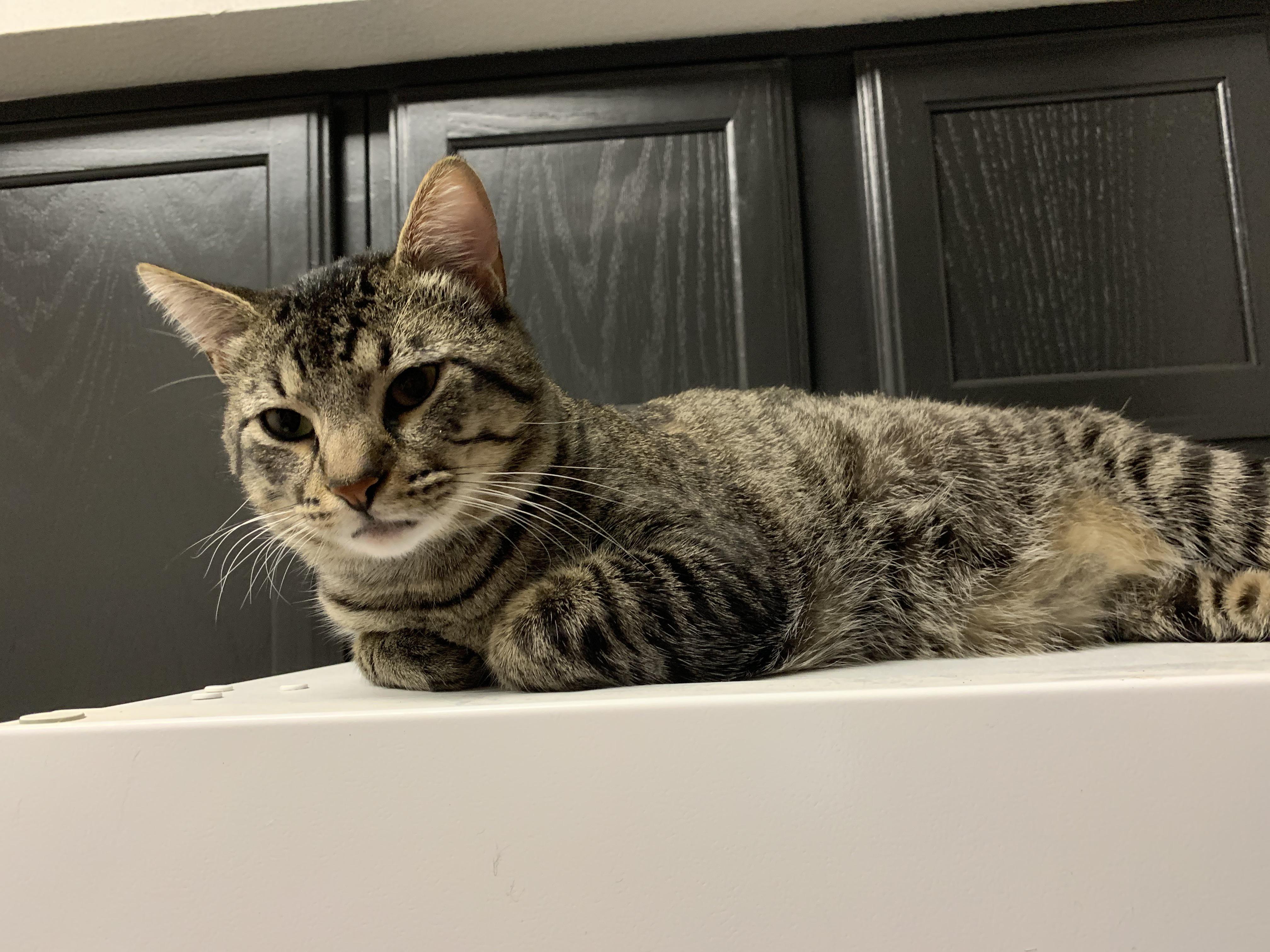 Barney, the escape artist r/ChooChoo21